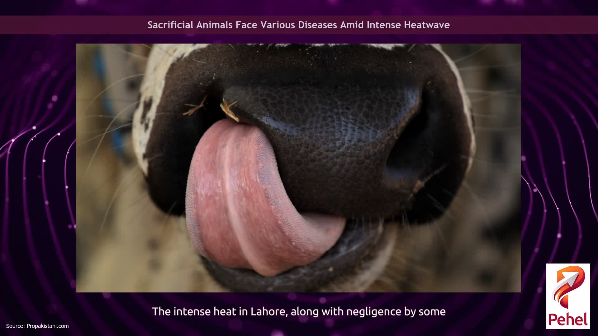 Sacrificial Animals Face Various Diseases Amid Intense Heatwave
