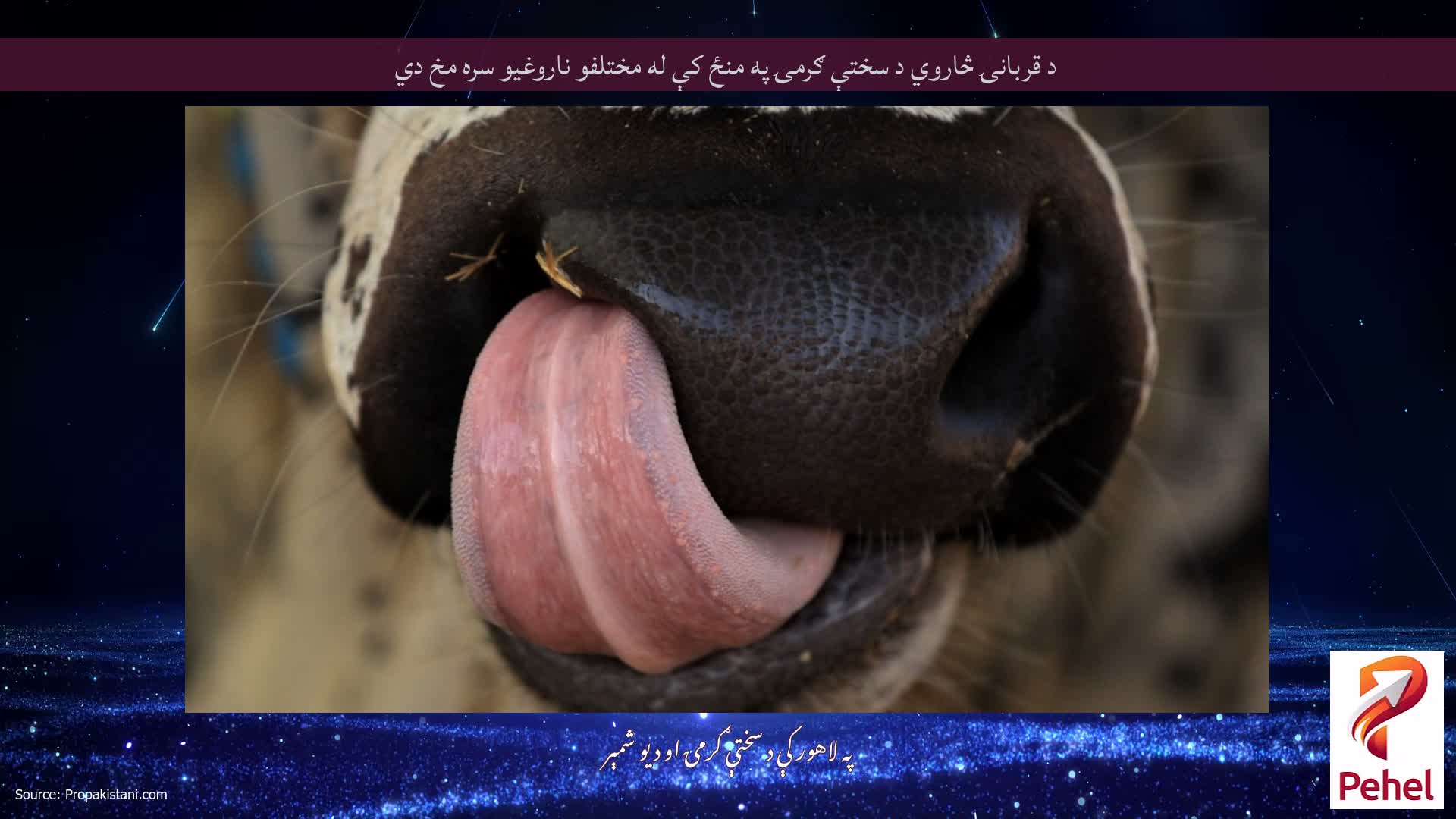 د قربانۍ څاروي د سختې ګرمۍ په منځ کې له مختلفو ناروغیو سره مخ دي