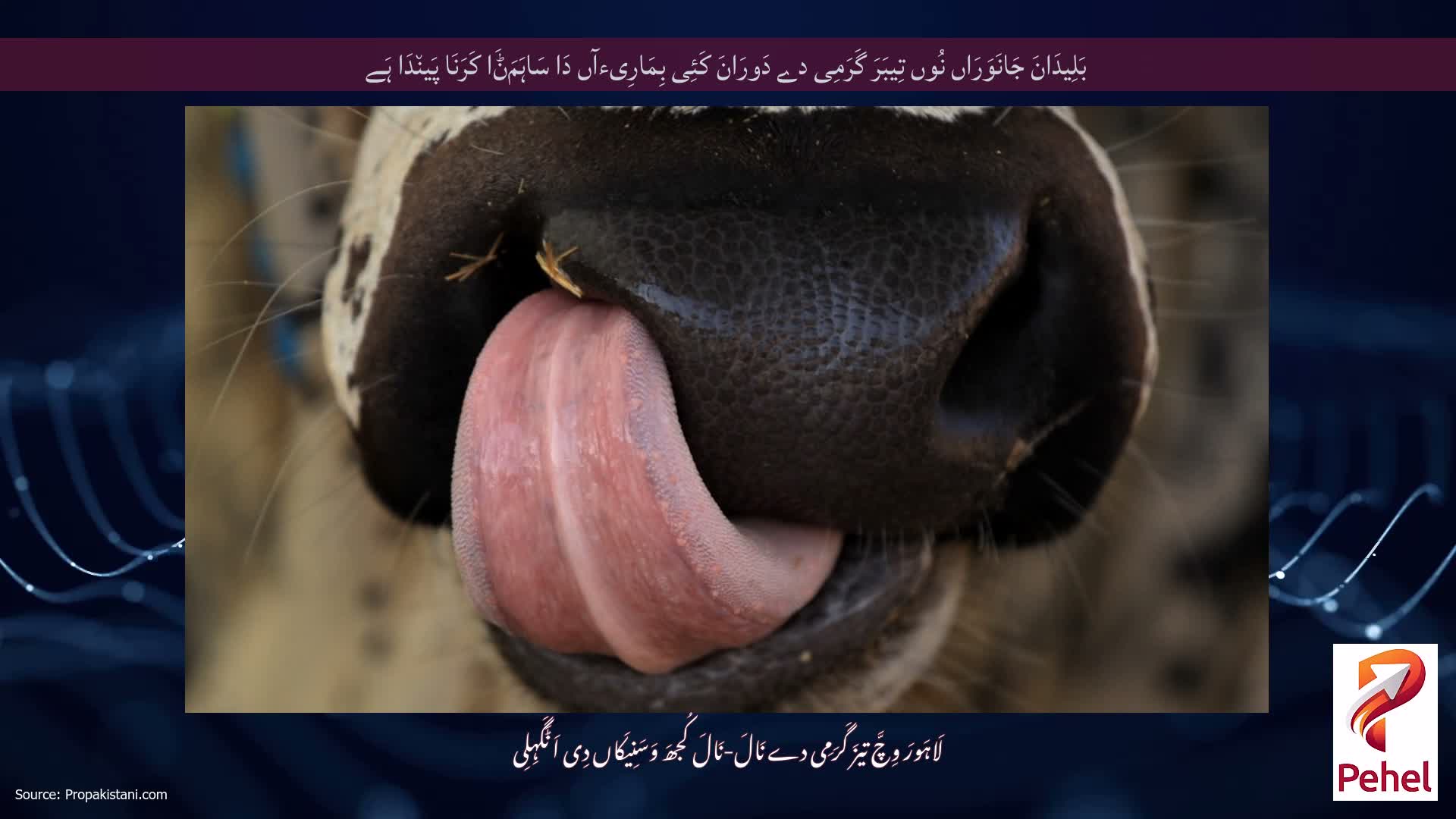 بَلِیدَانَ جَانَوَرَاں نُوں تِیبَرَ گَرَمِی دے دَورَانَ کَئِی بِمَارِیءآں دَا سَاہَمَݨَا کَرَنَا پَین٘دَا ہَے