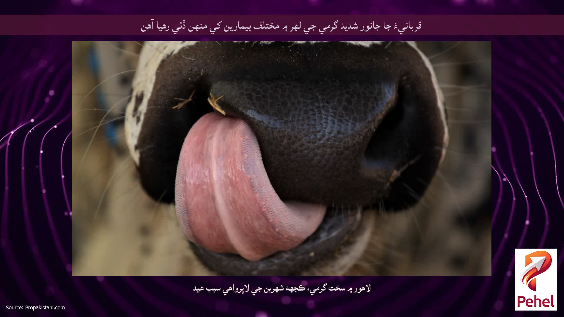 قربانيءَ جا جانور شديد گرمي جي لهر ۾ مختلف بيمارين کي منهن ڏئي رهيا آهن