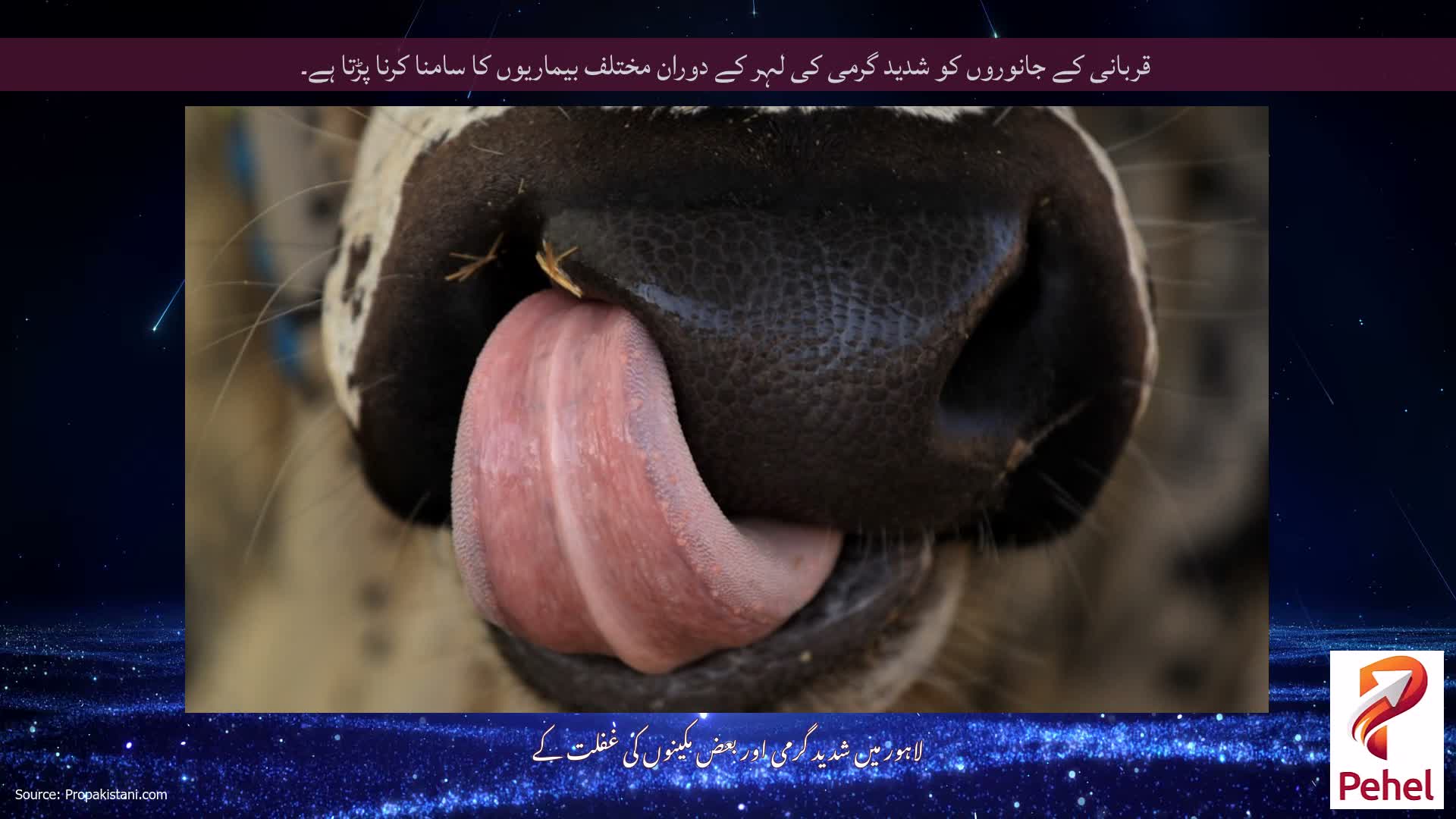قربانی کے جانوروں کو شدید گرمی کی لہر کے دوران مختلف بیماریوں کا سامنا کرنا پڑتا ہے۔