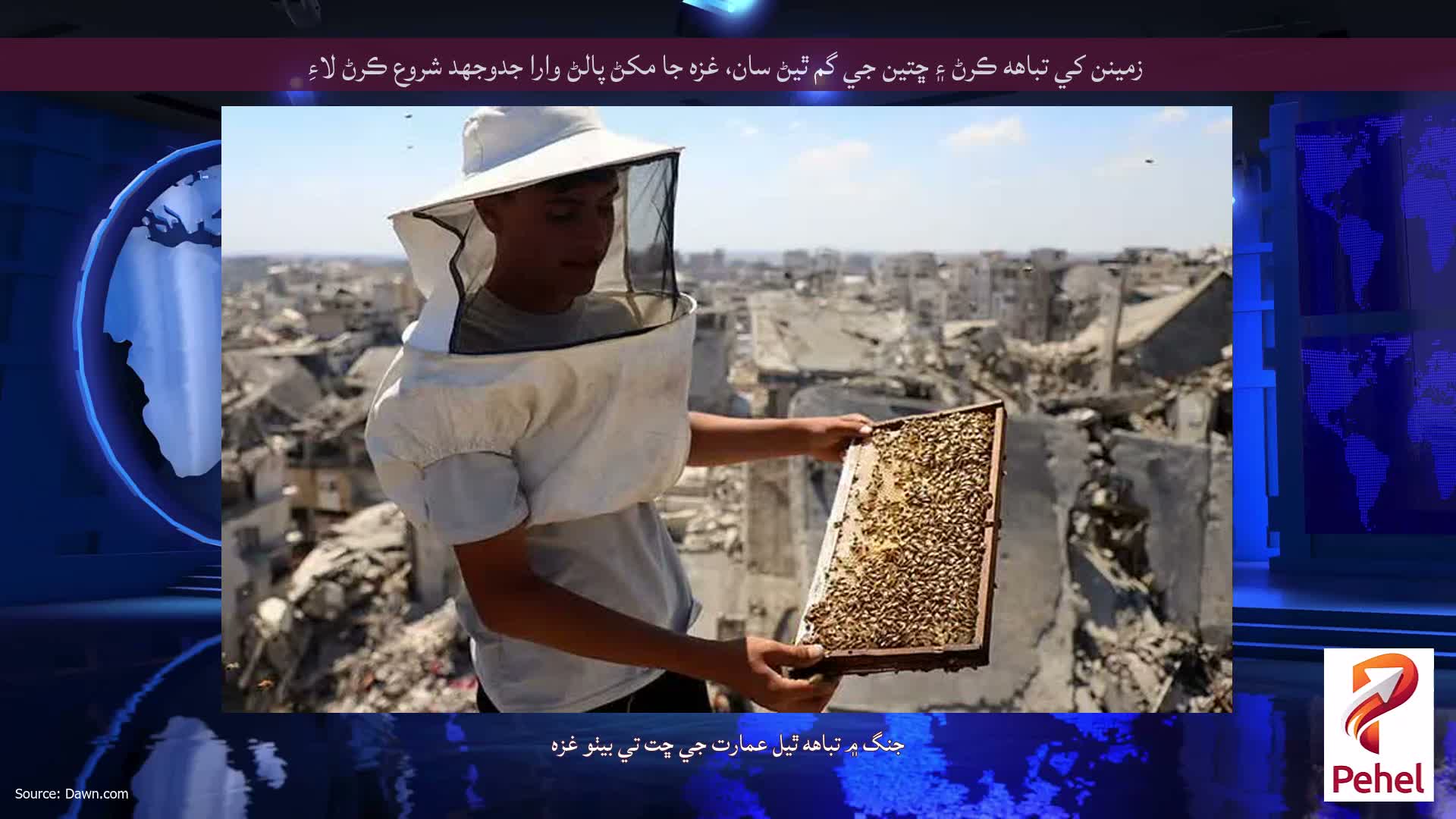 زمينن کي تباهه ڪرڻ ۽ ڇتين جي گم ٿيڻ سان، غزه جا مکڻ پالڻ وارا جدوجهد شروع ڪرڻ لاءِ