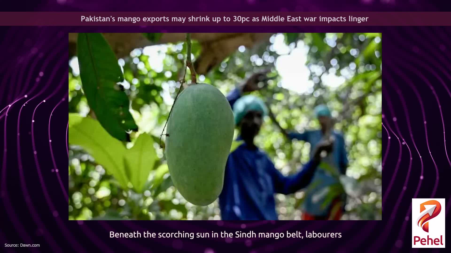 Pakistan's mango exports may shrink up to 30pc as Middle East war impacts linger