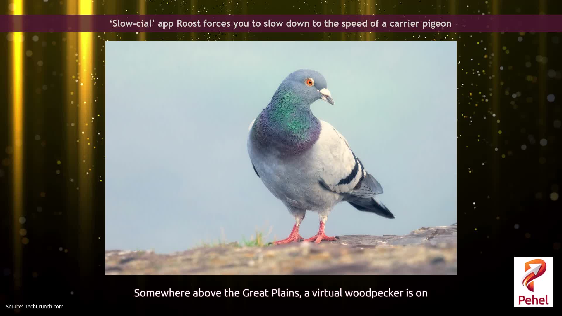 ‘Slow-cial’ app Roost forces you to slow down to the speed of a carrier pigeon
