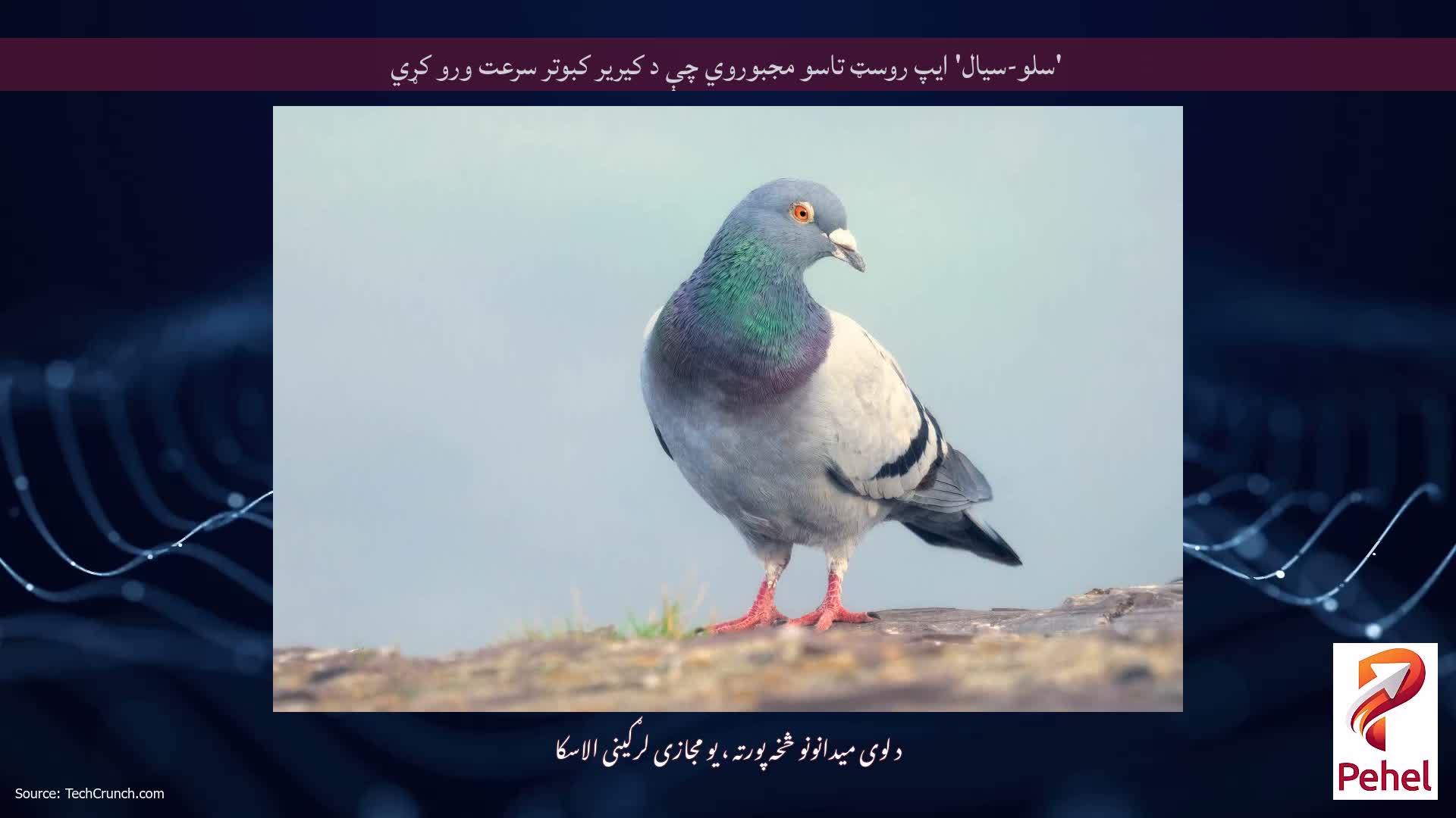 'سلو-سیال' ایپ روسټ تاسو مجبوروي چې د کیریر کبوتر سرعت ورو کړي