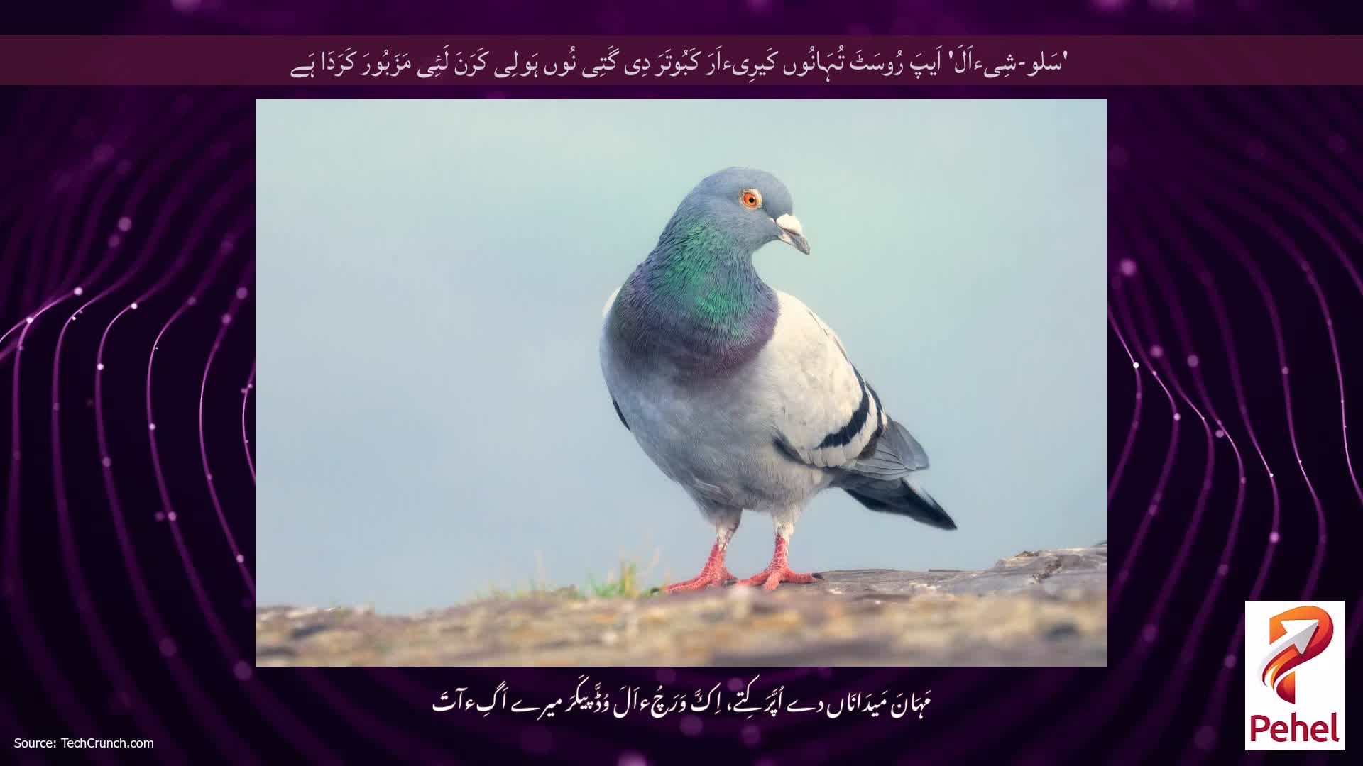 'سَلو-شِیءاَلَ' اَیپَ رُوسَٹَ تُہَانُوں کَیرِیءاَرَ کَبُوتَرَ دِی گَتِی نُوں ہَولِی کَرَنَ لَئِی مَزَبُورَ کَرَدَا ہَے