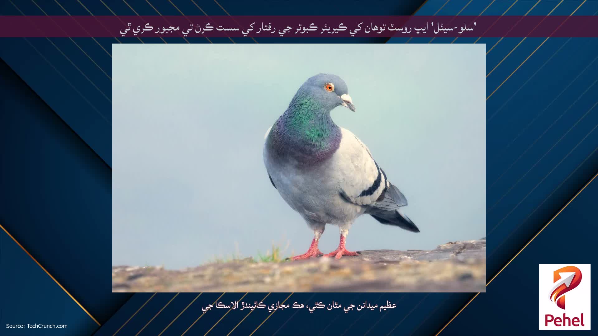 'سلو-سيئل' ايپ روسٽ توهان کي ڪيريئر ڪبوتر جي رفتار کي سست ڪرڻ تي مجبور ڪري ٿي