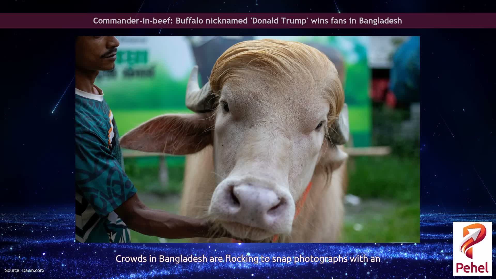 Commander-in-beef: Buffalo nicknamed 'Donald Trump' wins fans in Bangladesh