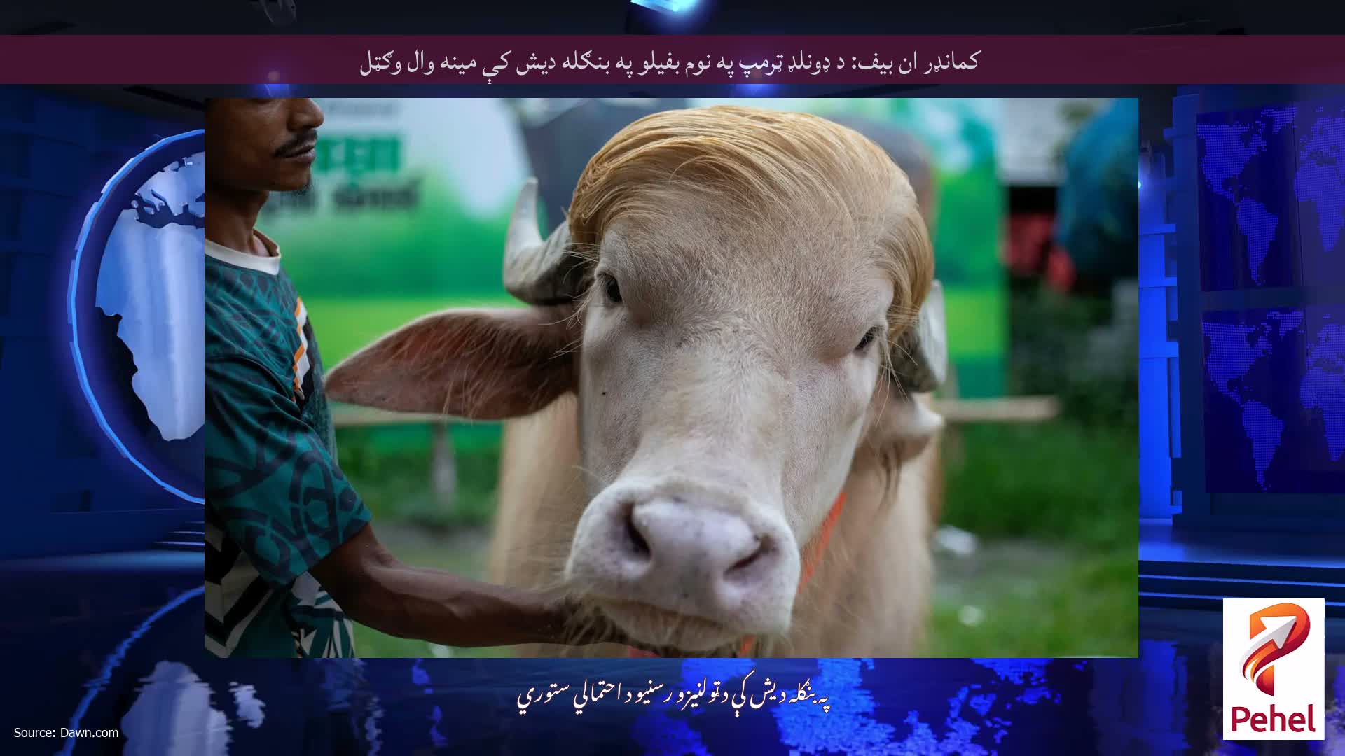 کمانډر ان بیف: د ډونلډ ټرمپ په نوم بفیلو په بنګله دیش کې مینه وال وګټل