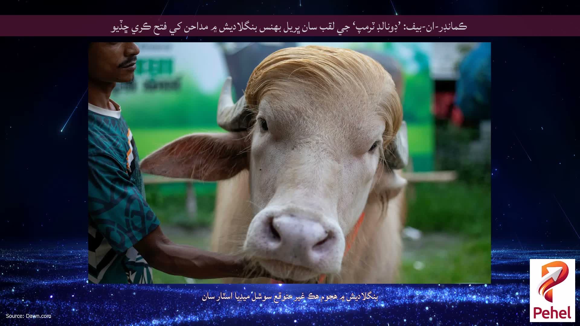 ڪمانڊر-ان-بيف: ’ڊونالڊ ٽرمپ‘ جي لقب سان ڀريل بهنس بنگلاديش ۾ مداحن کي فتح ڪري ڇڏيو