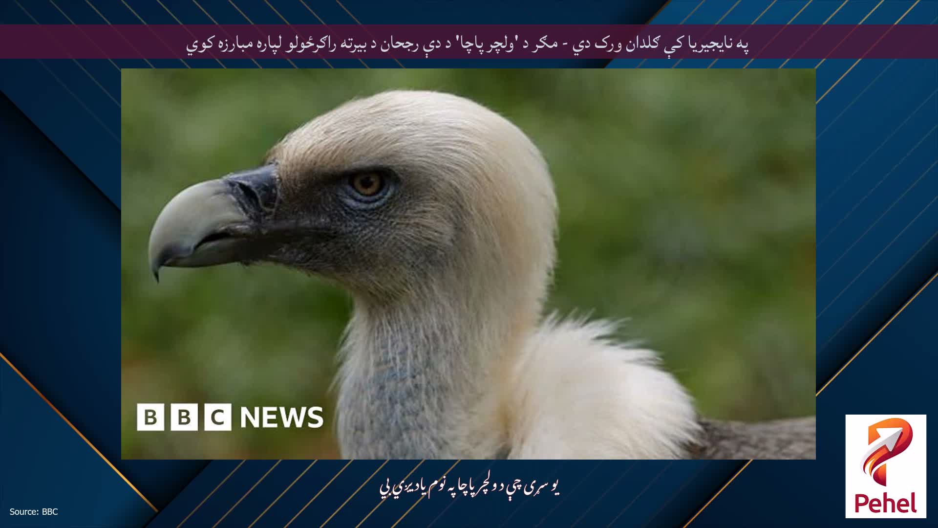 په نایجیریا کې ګلدان ورک دي - مګر د 'ولچر پاچا' د دې رجحان د بیرته راګرځولو لپاره مبارزه کوي