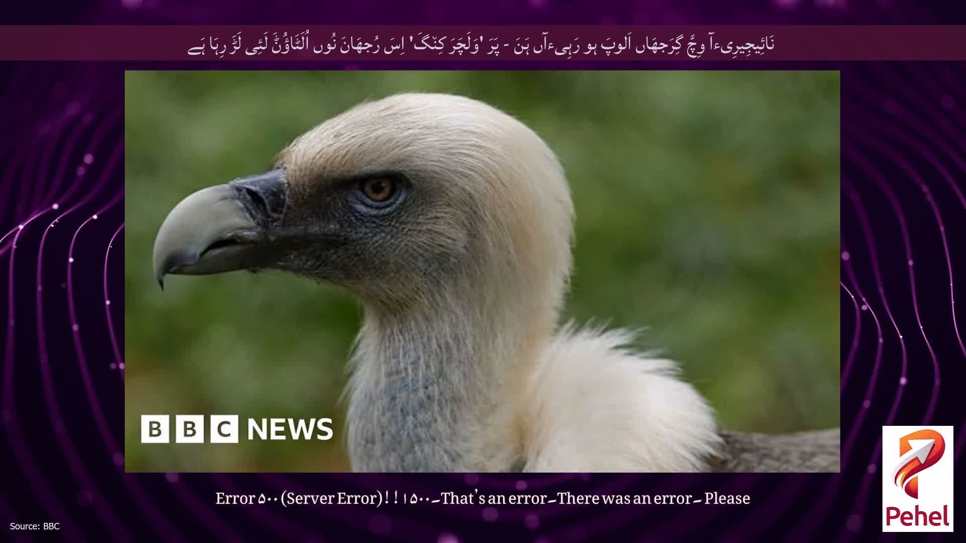 نَائِیجِیرِیءآ وِچَّ گِرَجھَاں اَلوپَ ہو رَہِیءآں ہَنَ - پَرَ 'وَلَچَرَ کِن٘گَ' اِسَ رُجھَانَ نُوں اُلَٹَاؤُݨَ لَئِی لَڑَ رِہَا ہَے