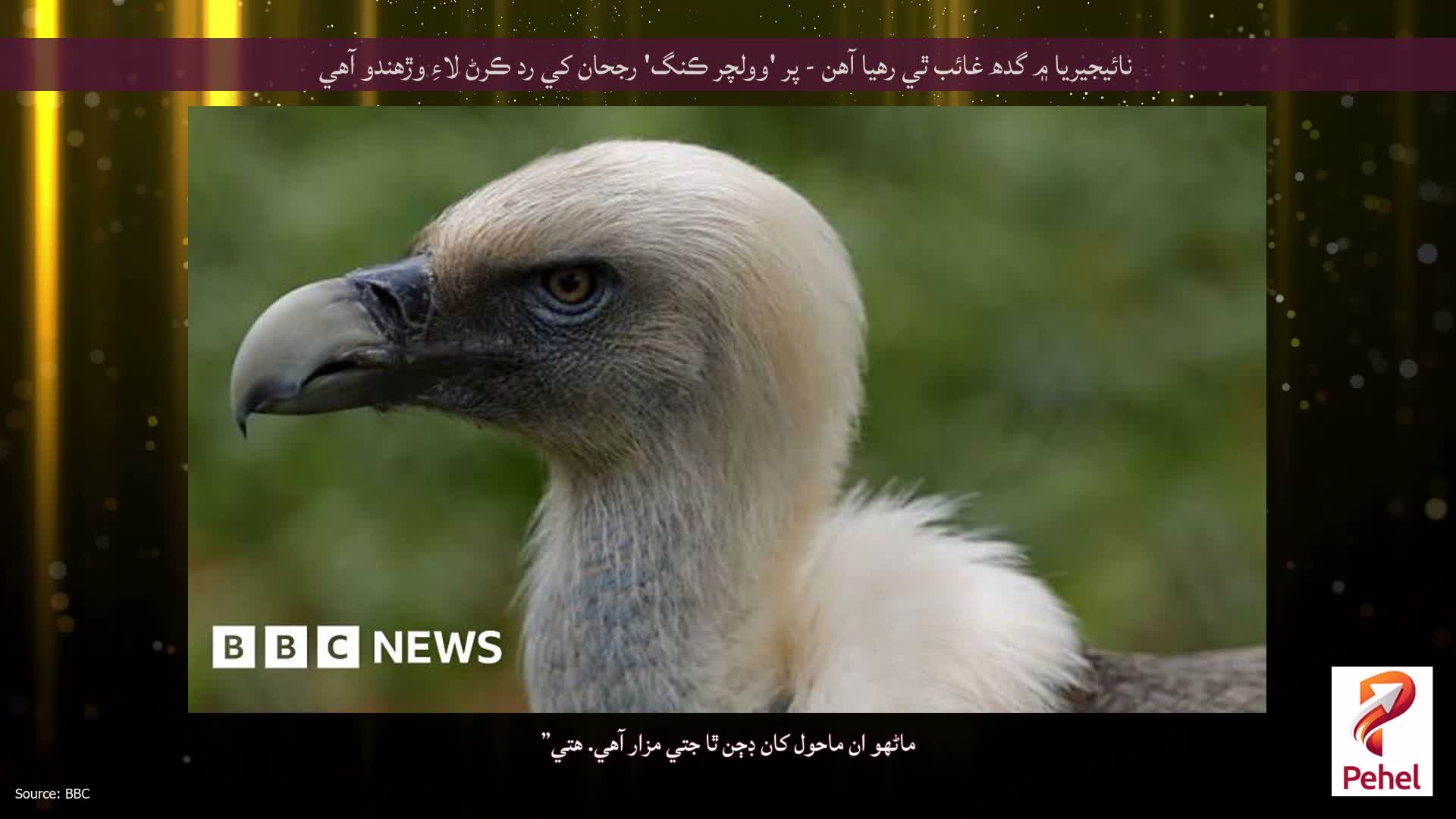 نائيجيريا ۾ گدھ غائب ٿي رهيا آهن - پر 'وولچر ڪنگ' رجحان کي رد ڪرڻ لاءِ وڙهندو آهي