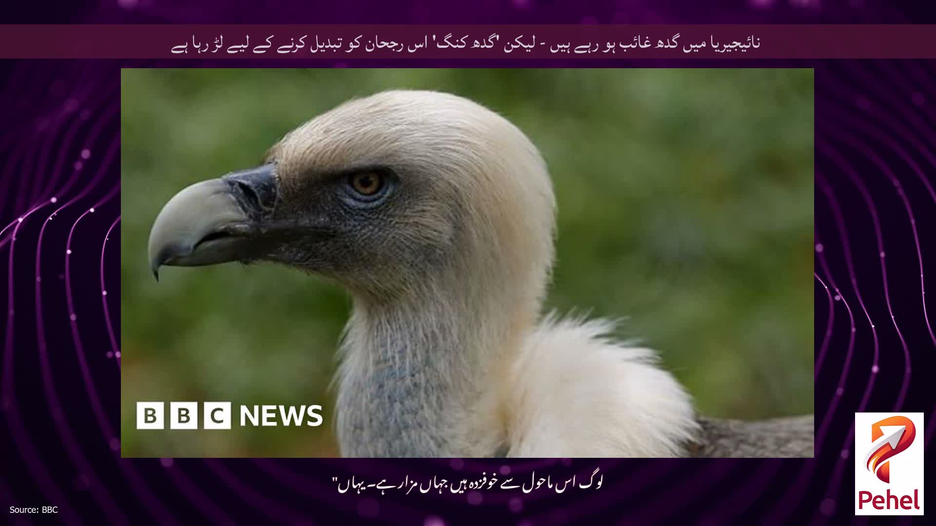 نائیجیریا میں گدھ غائب ہو رہے ہیں - لیکن 'گدھ کنگ' اس رجحان کو تبدیل کرنے کے لیے لڑ رہا ہے