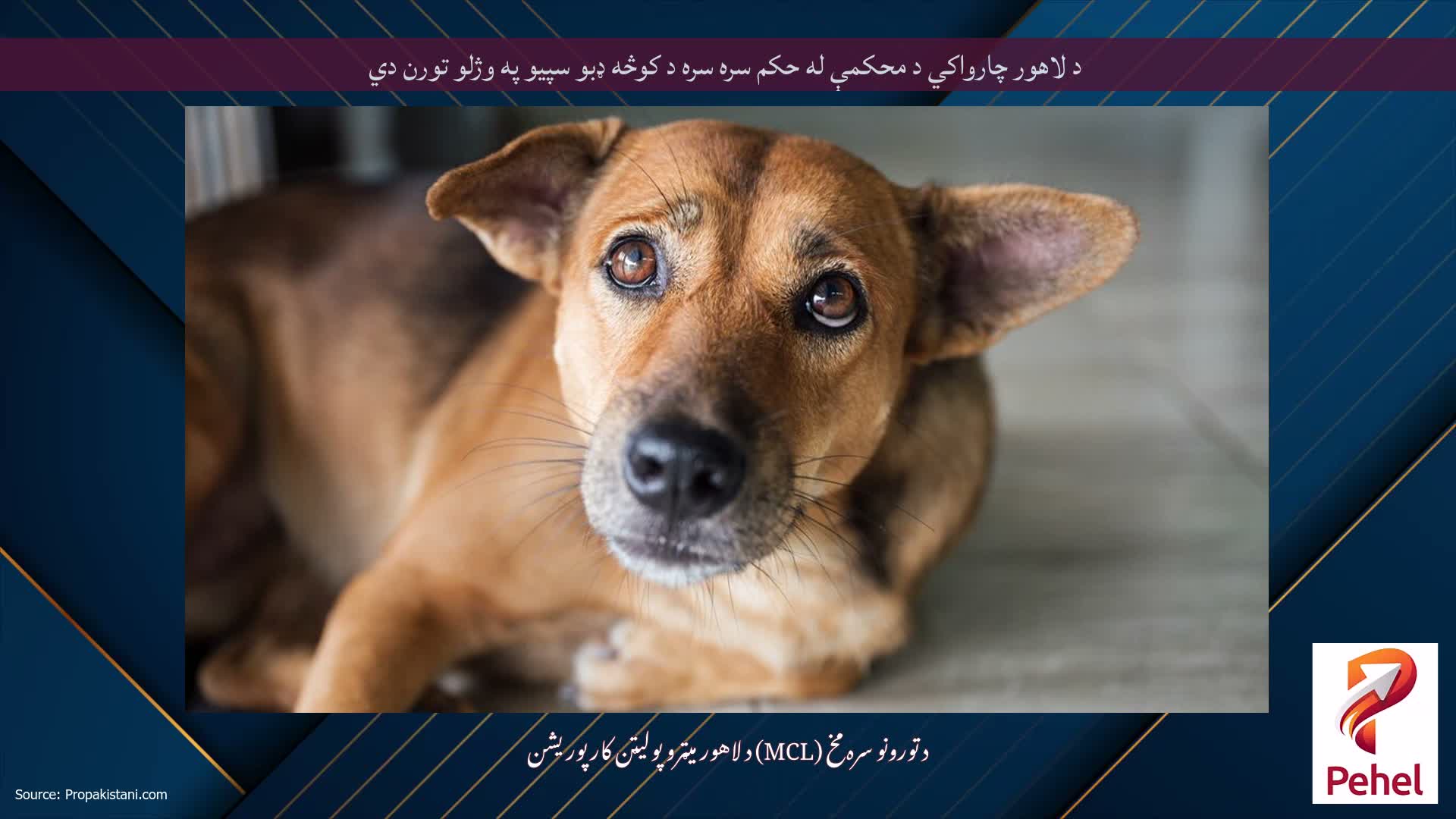 د لاهور چارواکي د محکمې له حکم سره سره د کوڅه ډبو سپیو په وژلو تورن دي