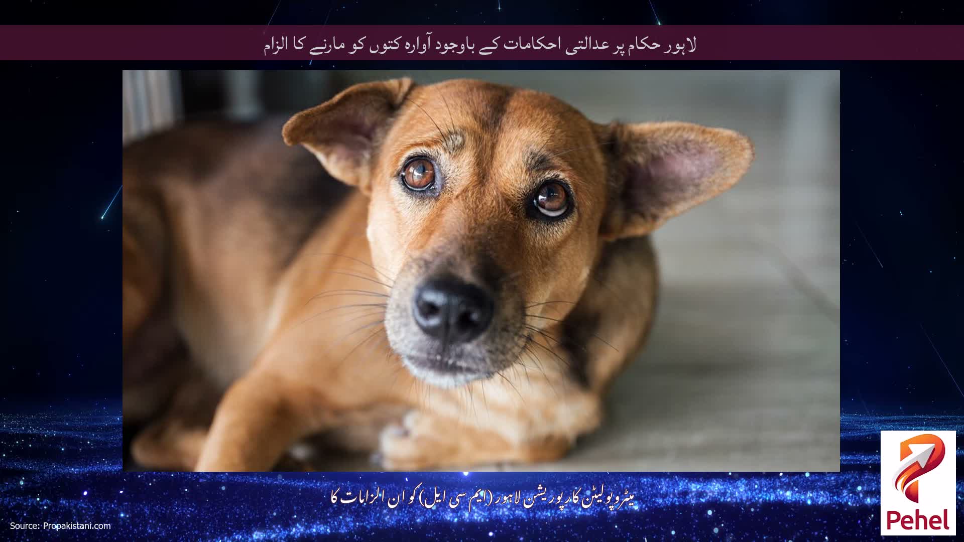 لاہور حکام پر عدالتی احکامات کے باوجود آوارہ کتوں کو مارنے کا الزام
