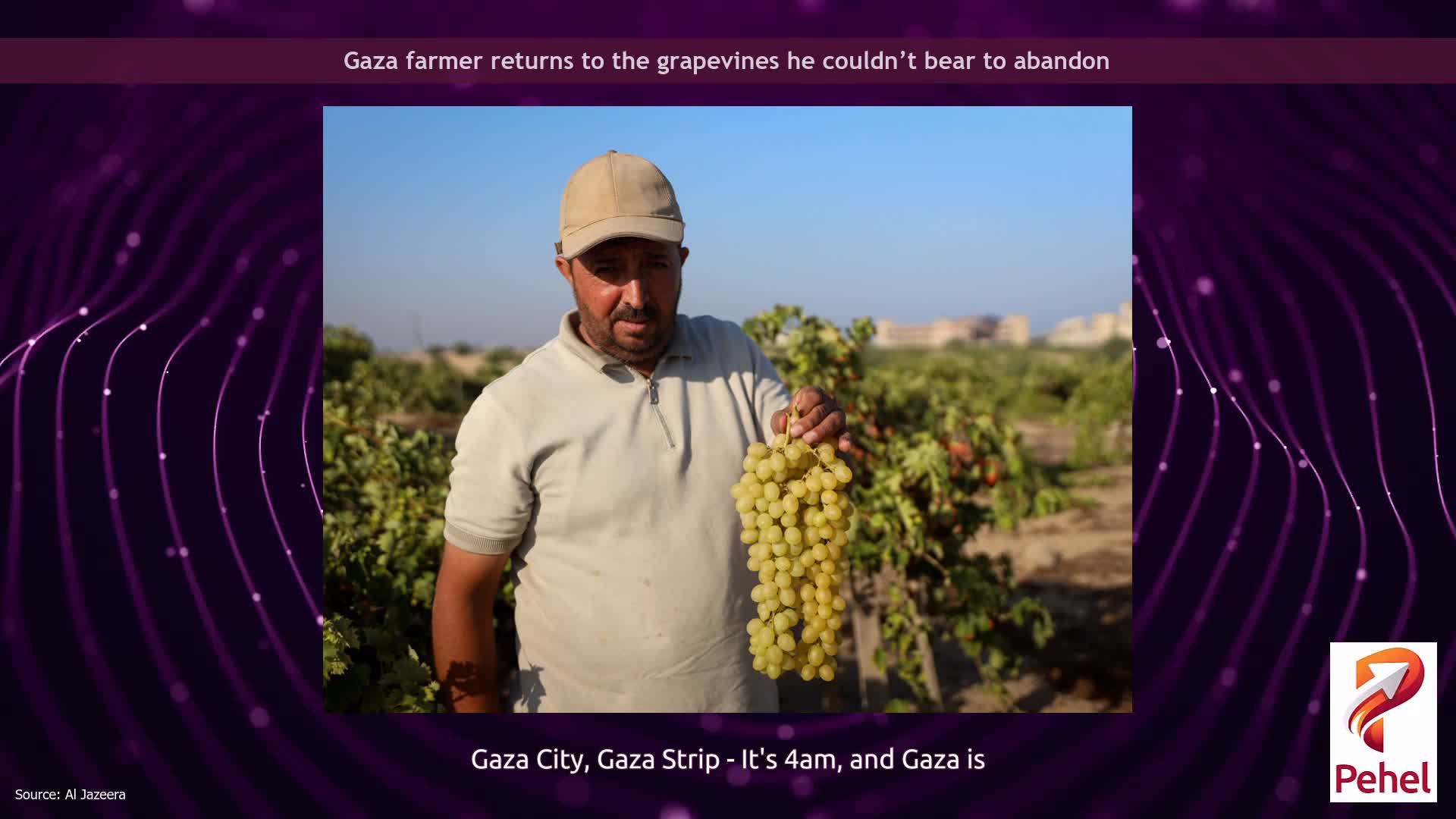 Gaza farmer returns to the grapevines he couldn’t bear to abandon