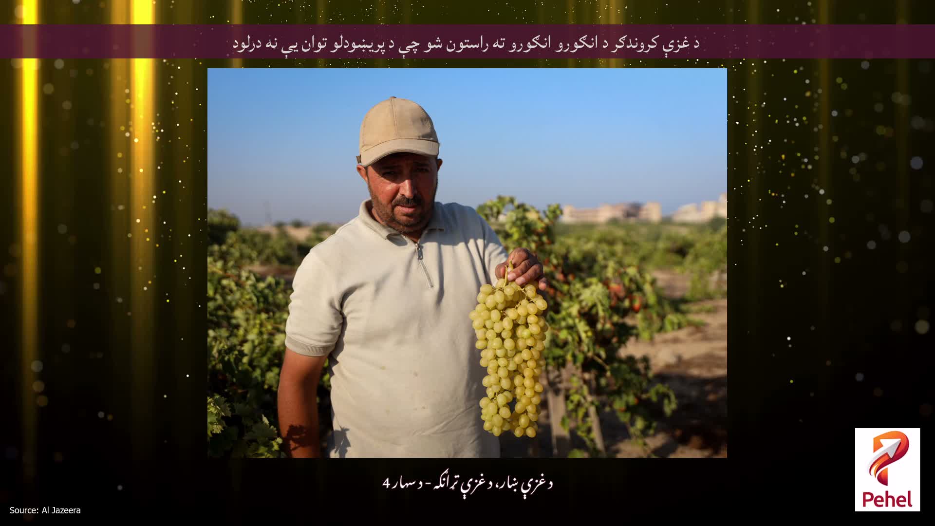 د غزې کروندګر د انګورو انګورو ته راستون شو چې د پریښودلو توان یې نه درلود