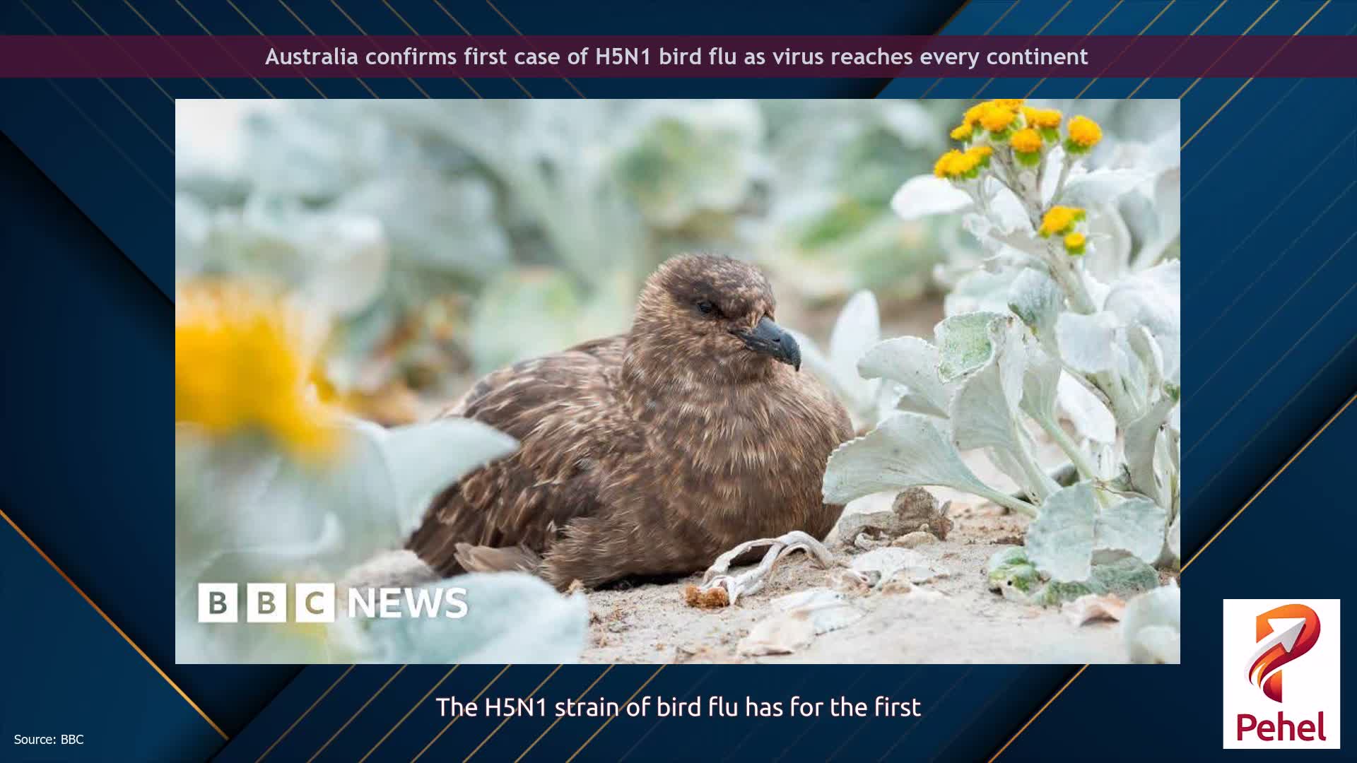 Australia confirms first case of H5N1 bird flu as virus reaches every continent