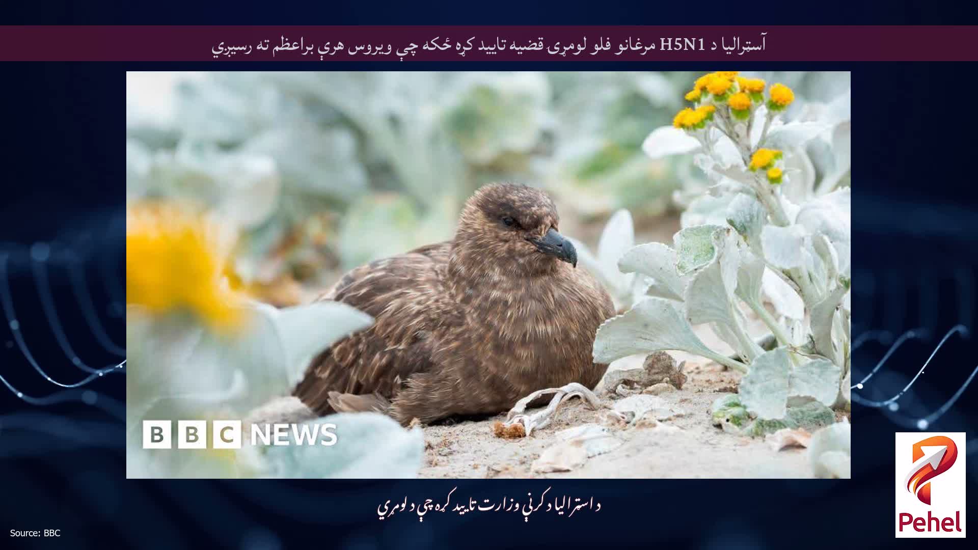 آسټرالیا د H5N1 مرغانو فلو لومړۍ قضیه تایید کړه ځکه چې ویروس هرې براعظم ته رسیږي