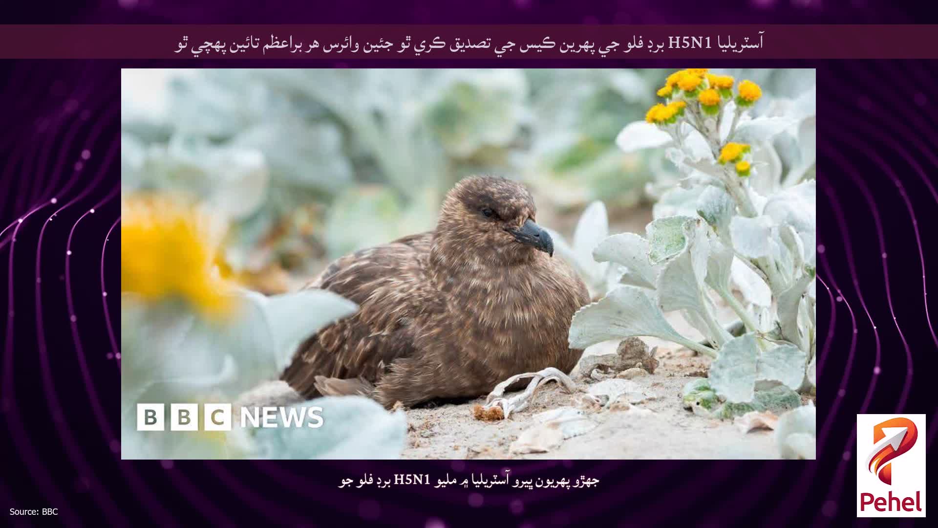 آسٽريليا H5N1 برڊ فلو جي پهرين ڪيس جي تصديق ڪري ٿو جئين وائرس هر براعظم تائين پهچي ٿو
