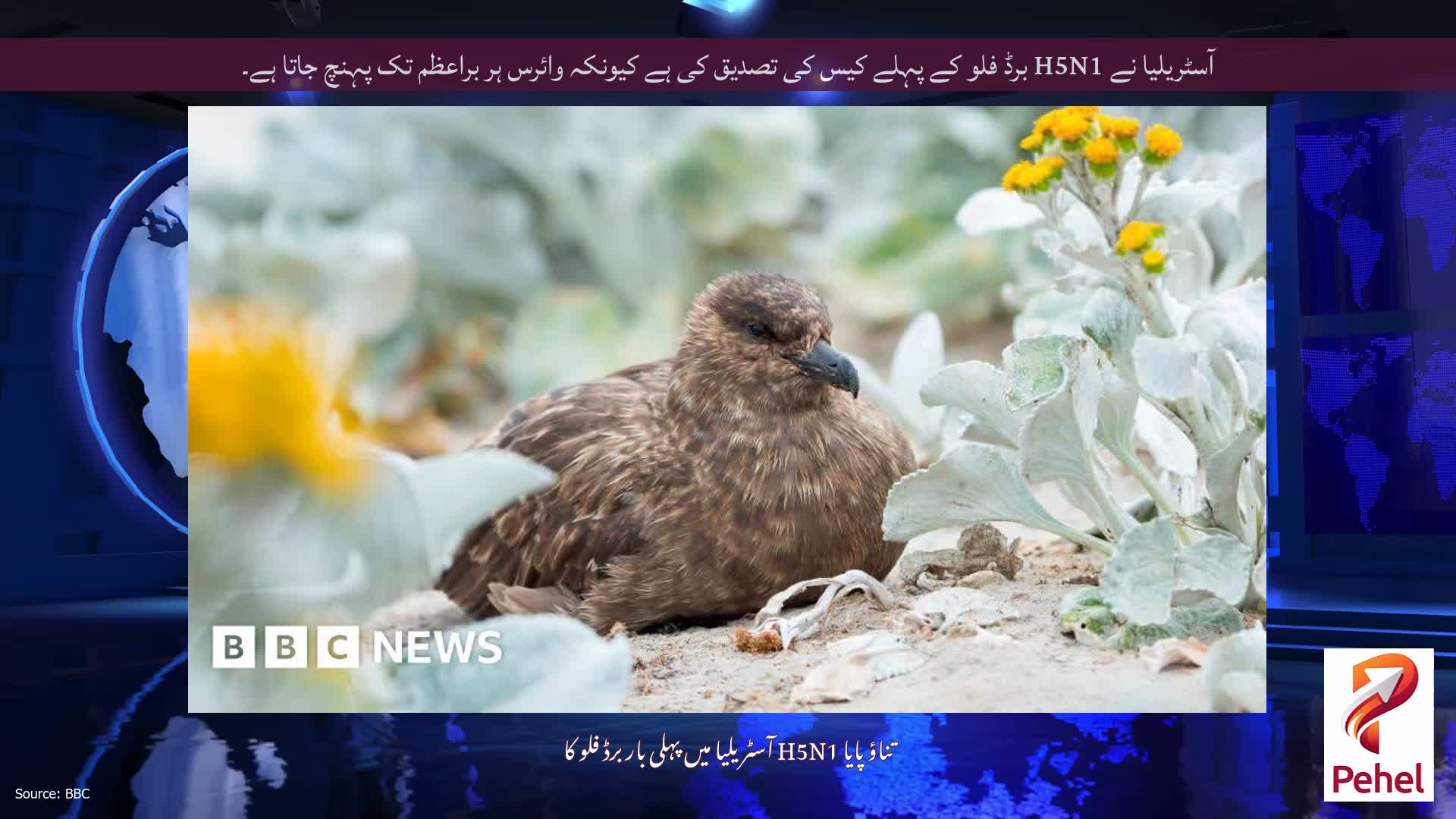آسٹریلیا نے H5N1 برڈ فلو کے پہلے کیس کی تصدیق کی ہے کیونکہ وائرس ہر براعظم تک پہنچ جاتا ہے۔