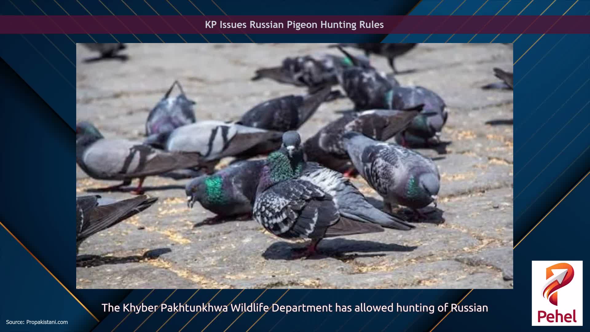 KP Issues Russian Pigeon Hunting Rules