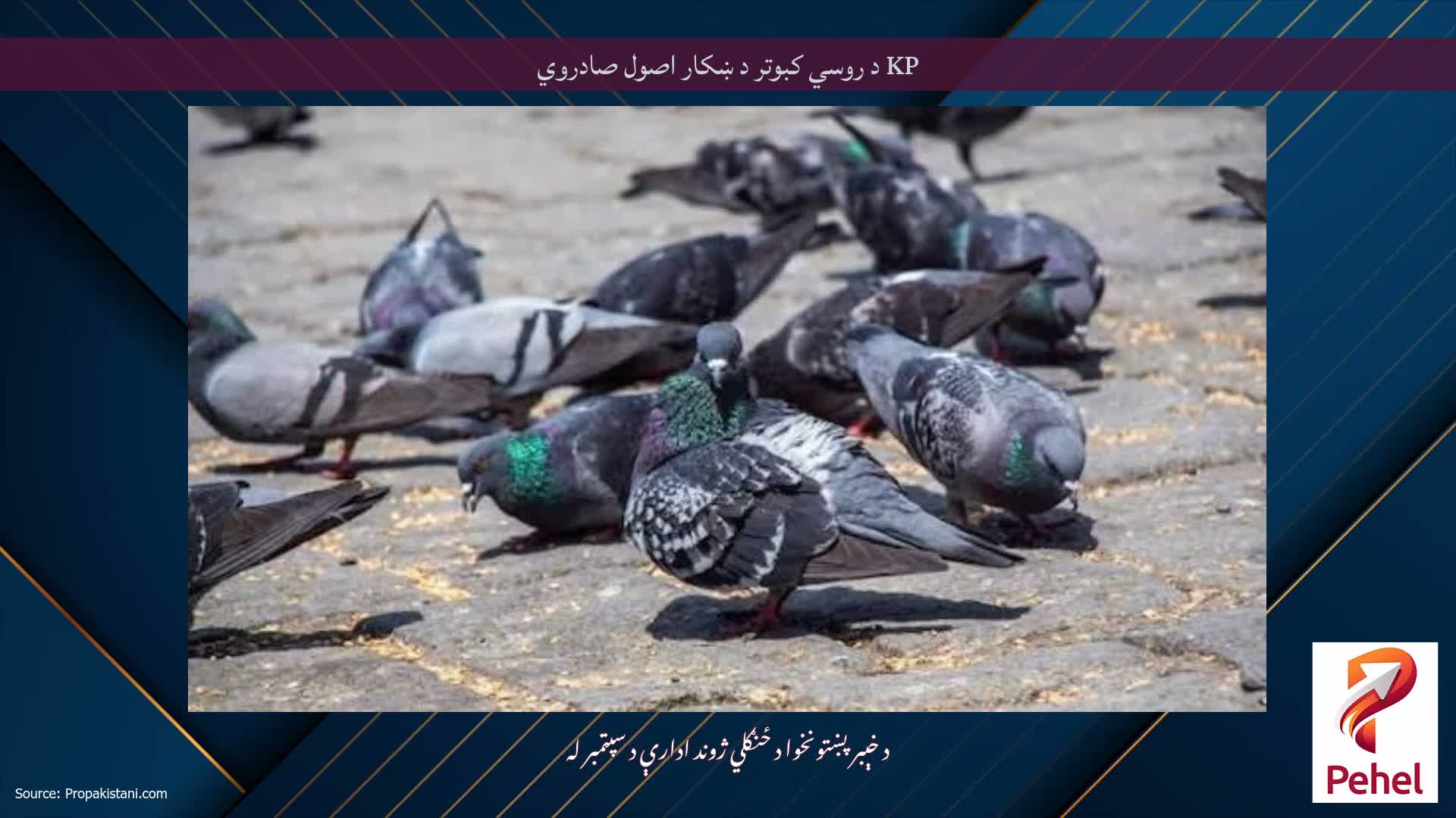 KP د روسي کبوتر د ښکار اصول صادروي