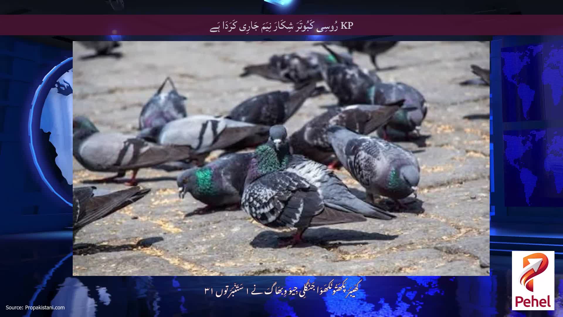 KP رُوسِی کَبُوتَرَ شِکَارَ نِیَمَ جَارِی کَرَدَا ہَے