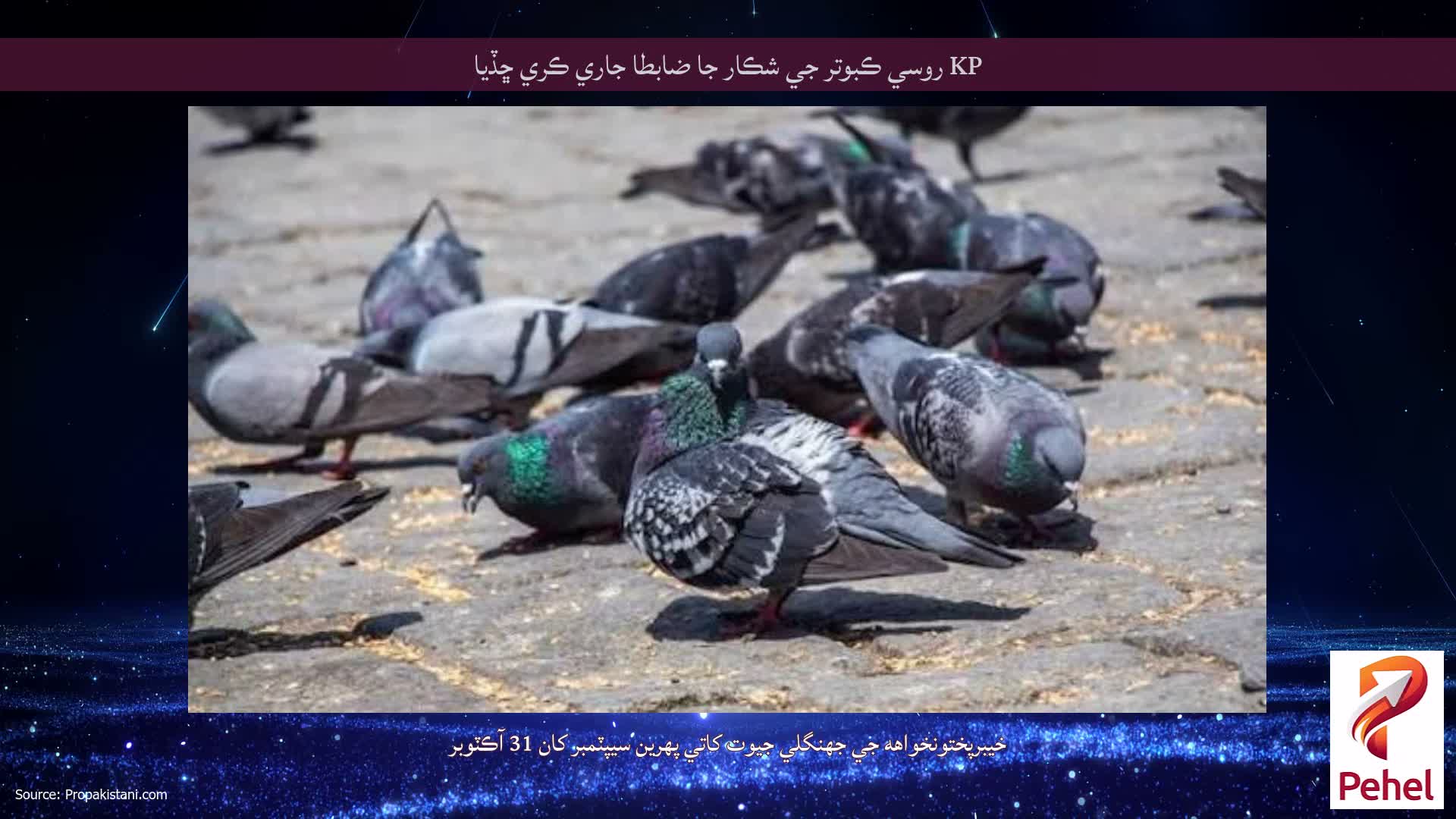 KP روسي ڪبوتر جي شڪار جا ضابطا جاري ڪري ڇڏيا