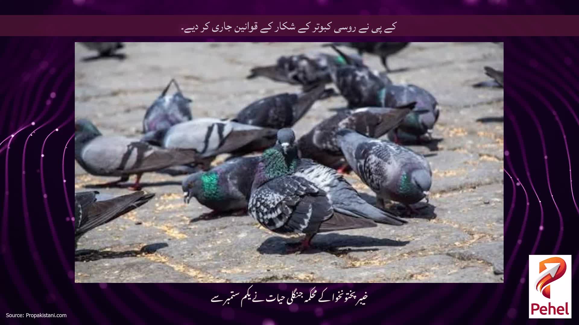 کے پی نے روسی کبوتر کے شکار کے قوانین جاری کر دیے۔