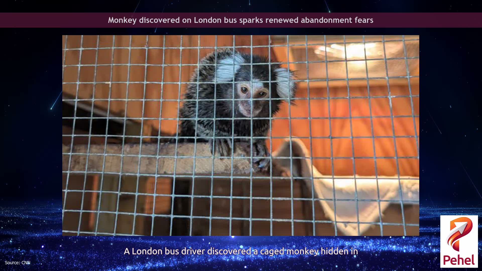 Monkey discovered on London bus sparks renewed abandonment fears
