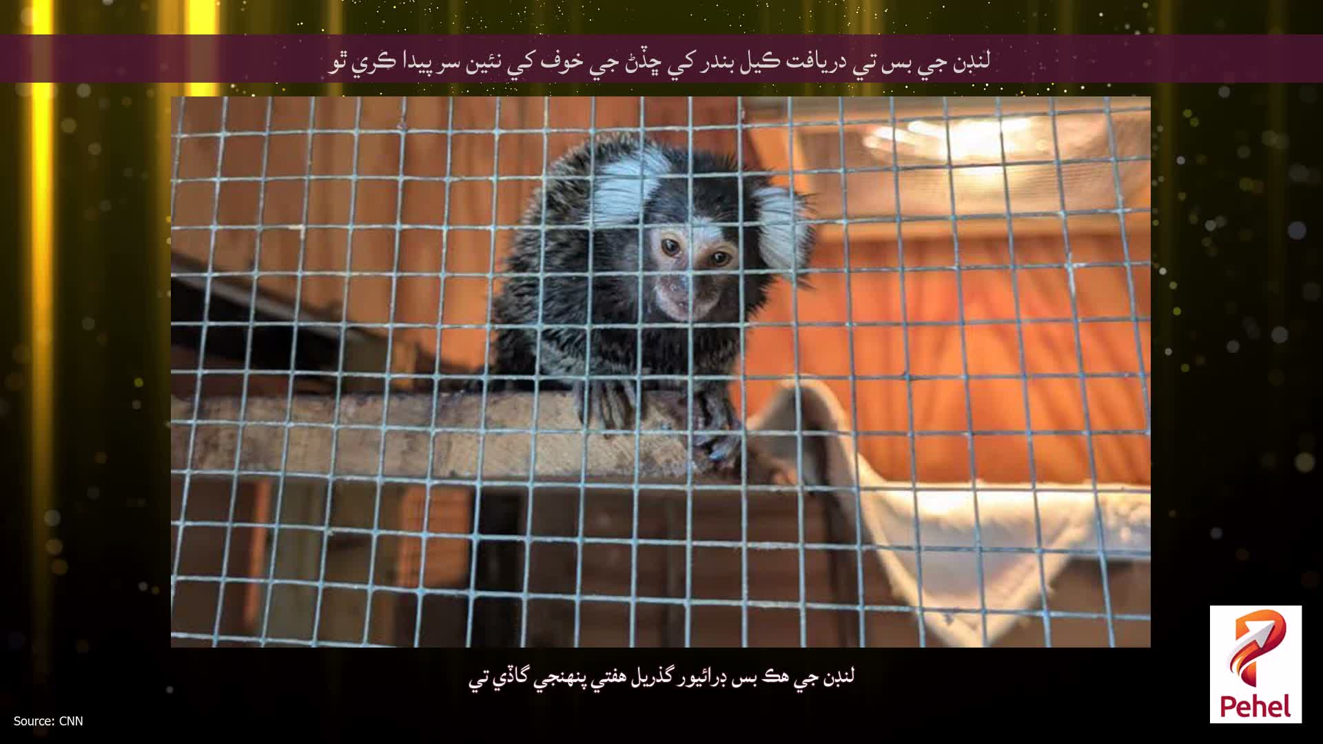 لنڊن جي بس تي دريافت ڪيل بندر کي ڇڏڻ جي خوف کي نئين سر پيدا ڪري ٿو