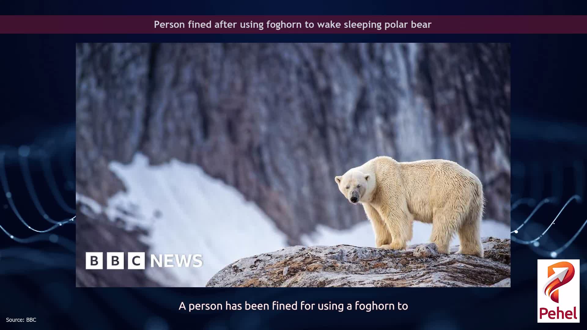Person fined after using foghorn to wake sleeping polar bear