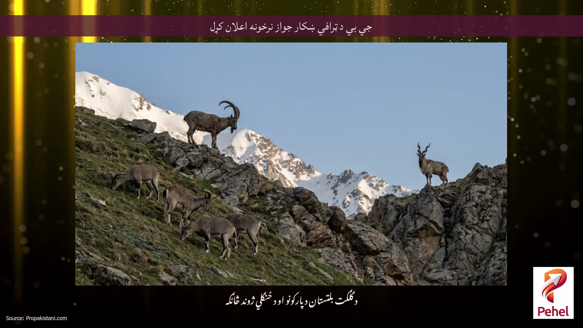 جي بي د ټرافي ښکار جواز نرخونه اعلان کړل