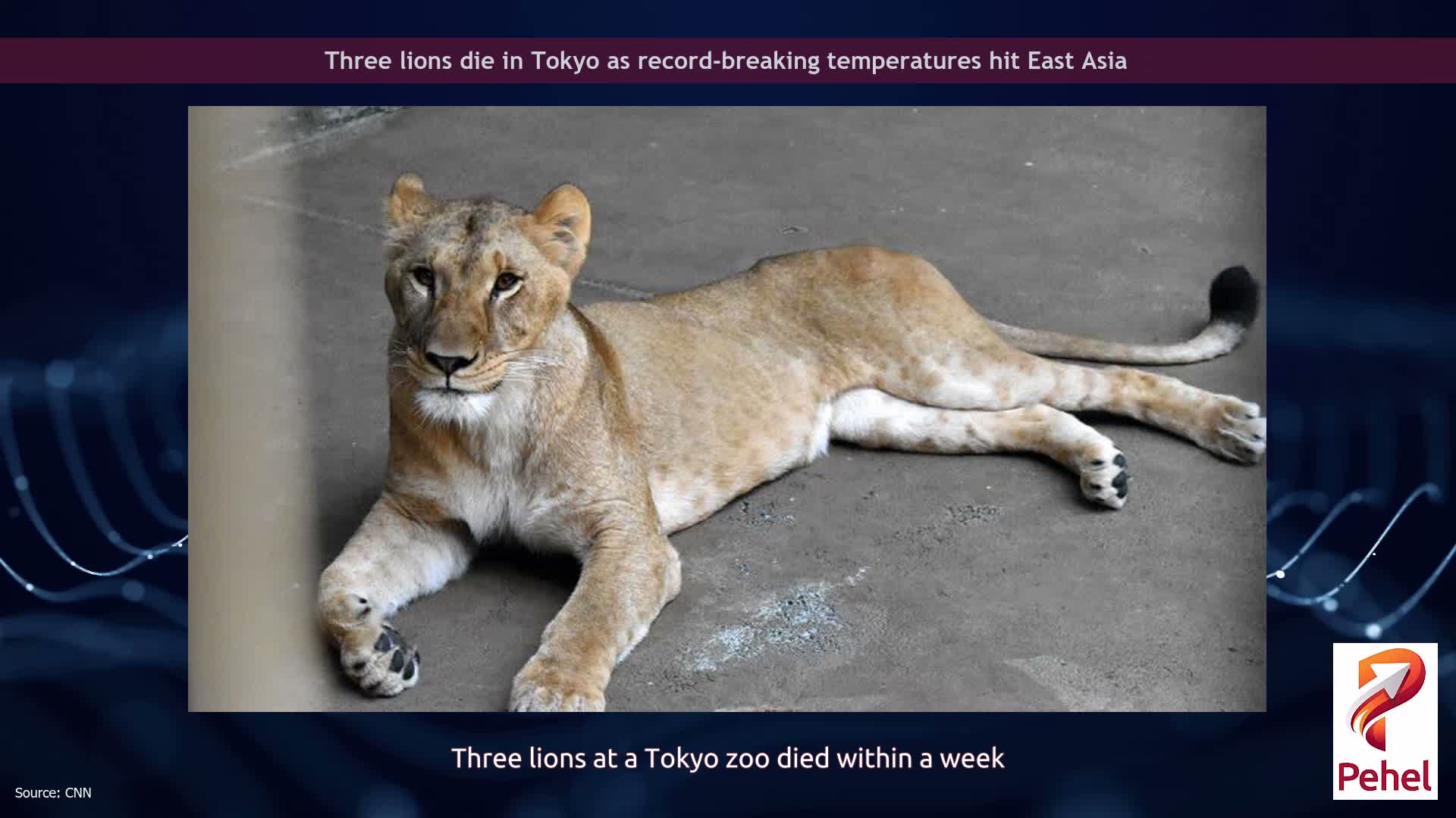 Three lions die in Tokyo as record-breaking temperatures hit East Asia