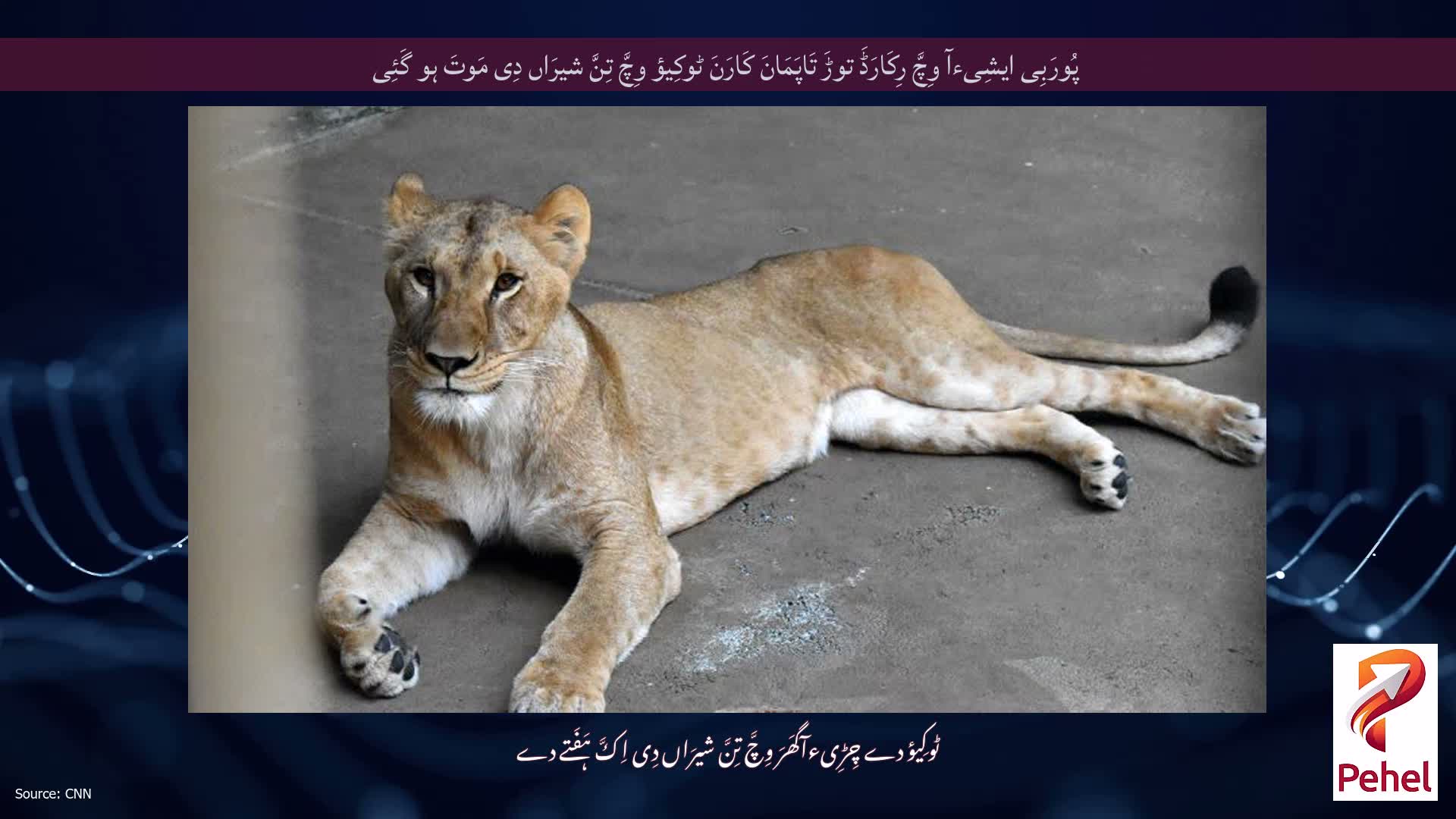 پُورَبِی ایشِیءآ وِچَّ رِکَارَڈَ توڑَ تَاپَمَانَ کَارَنَ ٹوکِیؤ وِچَّ تِنَّ شیرَاں دِی مَوتَ ہو گَئِی