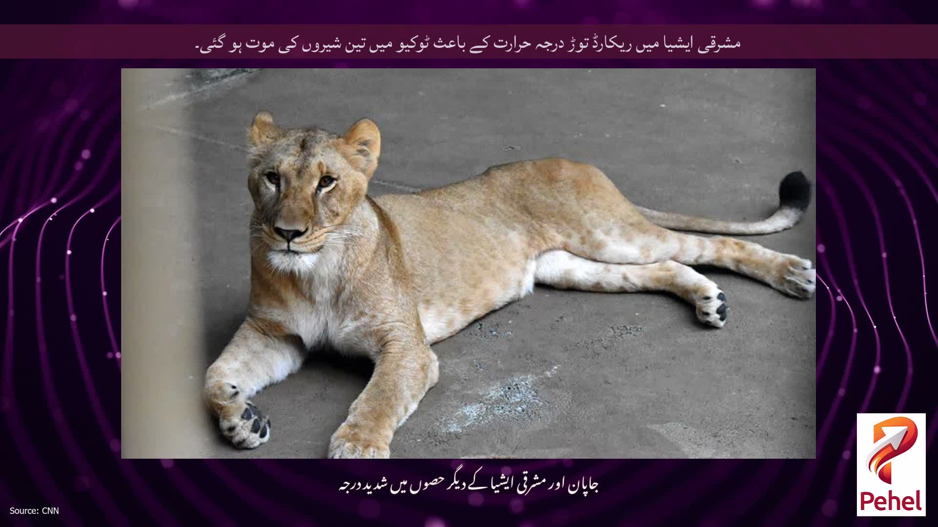 مشرقی ایشیا میں ریکارڈ توڑ درجہ حرارت کے باعث ٹوکیو میں تین شیروں کی موت ہو گئی۔