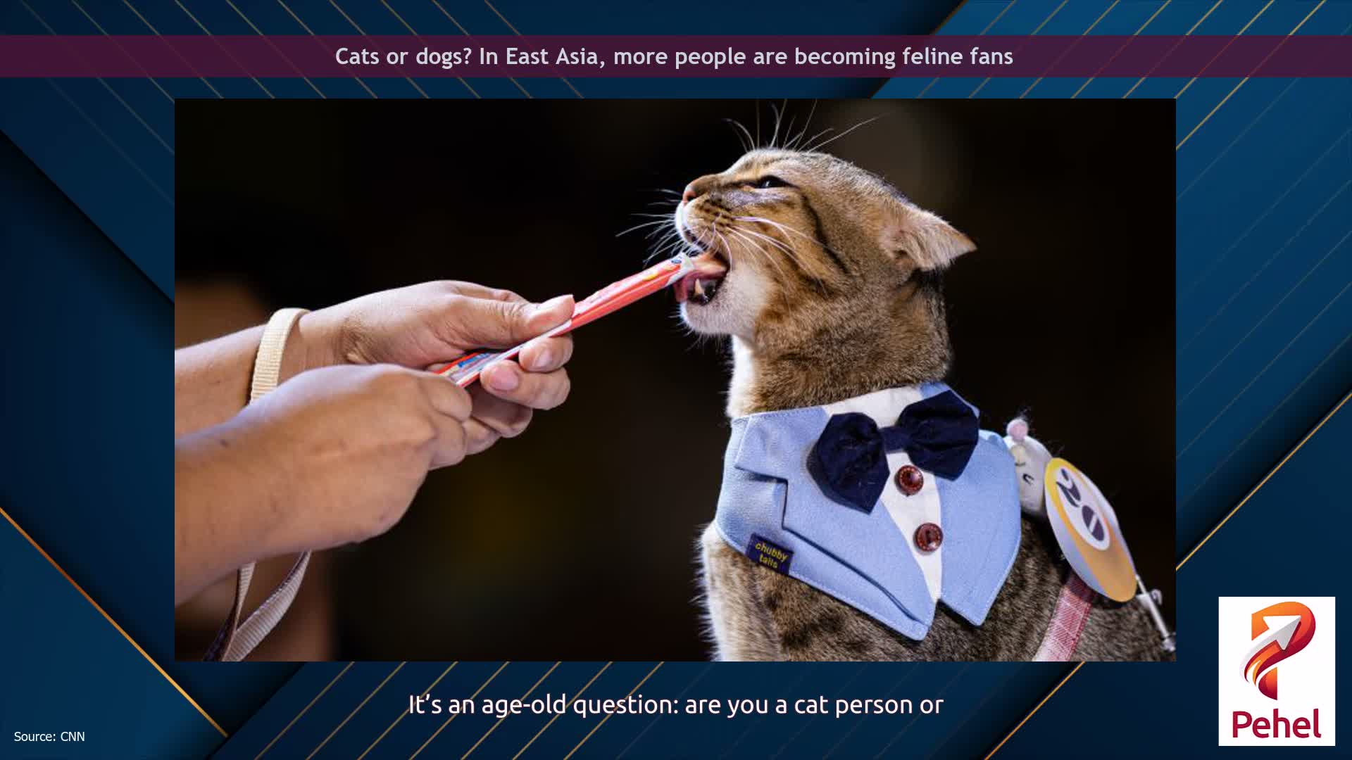 Cats or dogs? In East Asia, more people are becoming feline fans