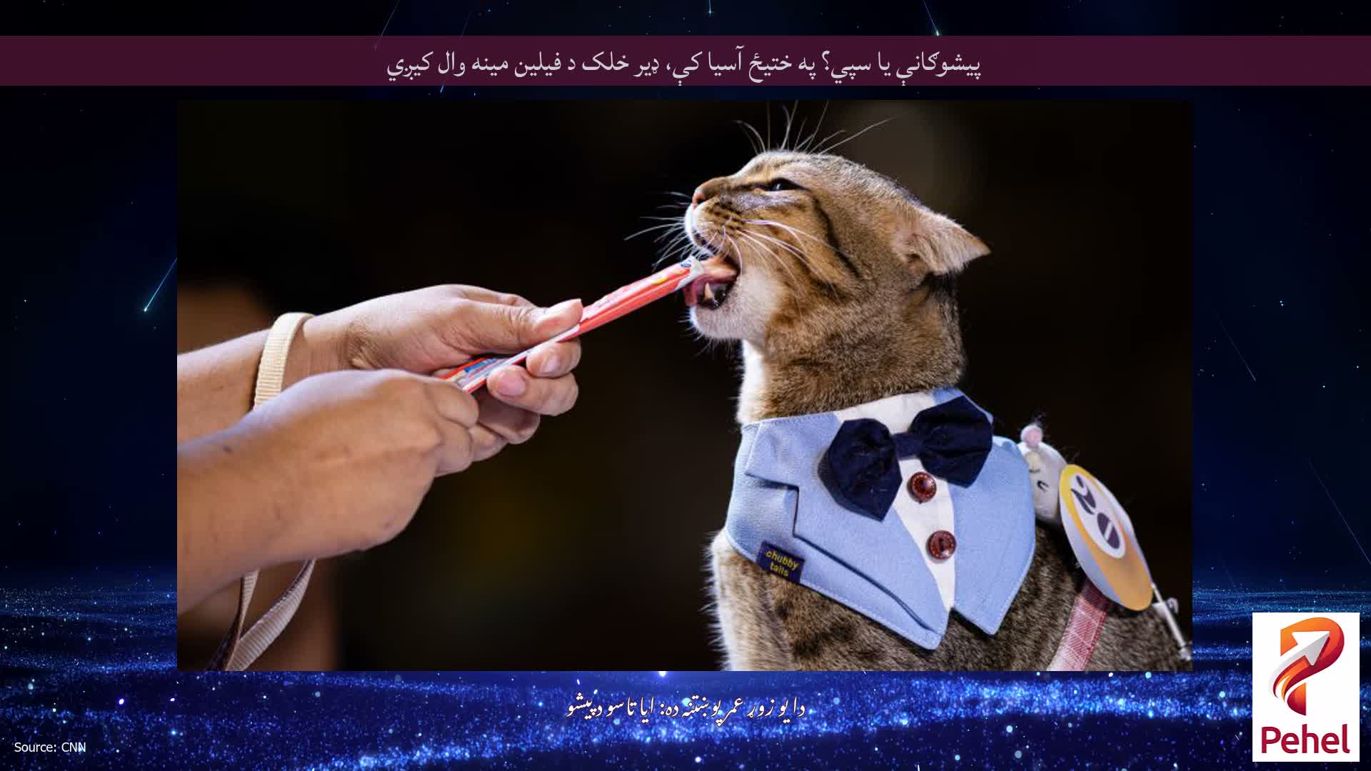 پیشوګانې یا سپي؟ په ختیځ آسیا کې، ډیر خلک د فیلین مینه وال کیږي