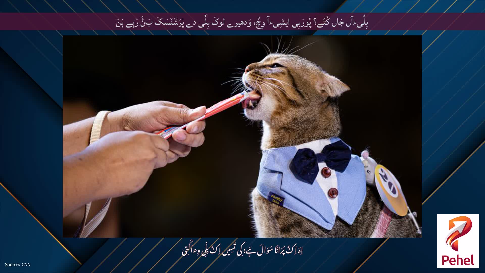 بِلِّیءآں جَاں کُتّے؟ پُورَبِی ایشِیءآ وِچَّ، وَدھیرے لوکَ بِلِّی دے پْرَشَن٘سَکَ بَݨَ رَہے ہَنَ