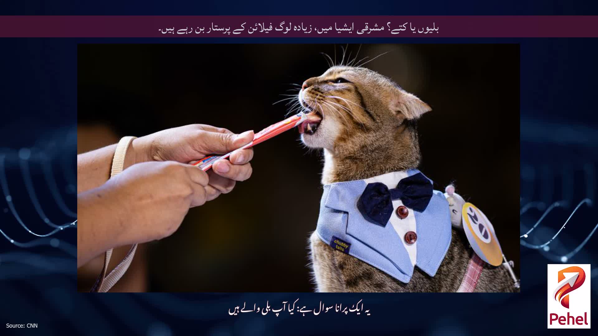 بلیوں یا کتے؟ مشرقی ایشیا میں، زیادہ لوگ فیلائن کے پرستار بن رہے ہیں۔