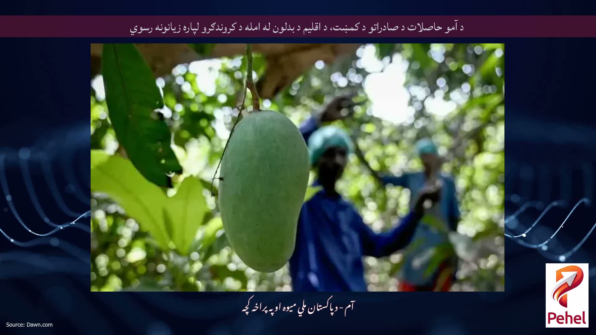 د آمو حاصلات د صادراتو د کمښت، د اقلیم د بدلون له امله د کروندګرو لپاره زیانونه رسوي