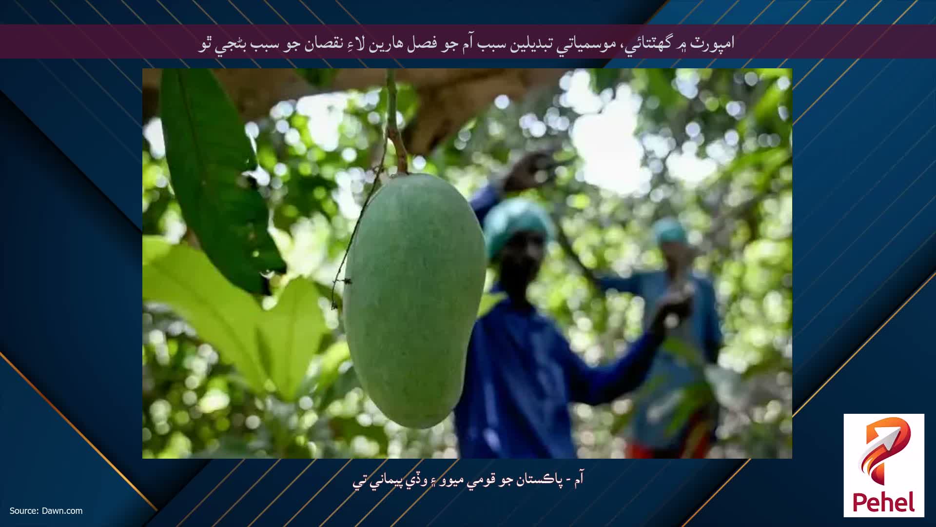 امپورٽ ۾ گهٽتائي، موسمياتي تبديلين سبب آم جو فصل هارين لاءِ نقصان جو سبب بڻجي ٿو