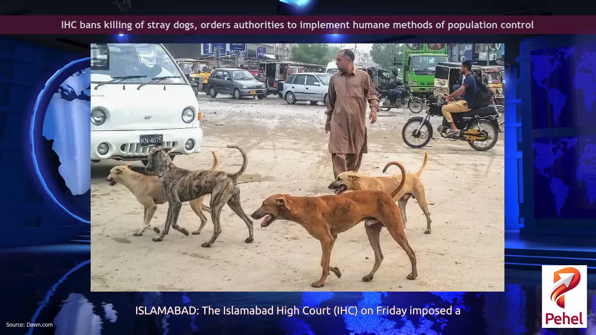 IHC bans killing of stray dogs, orders authorities to implement humane methods of population control
