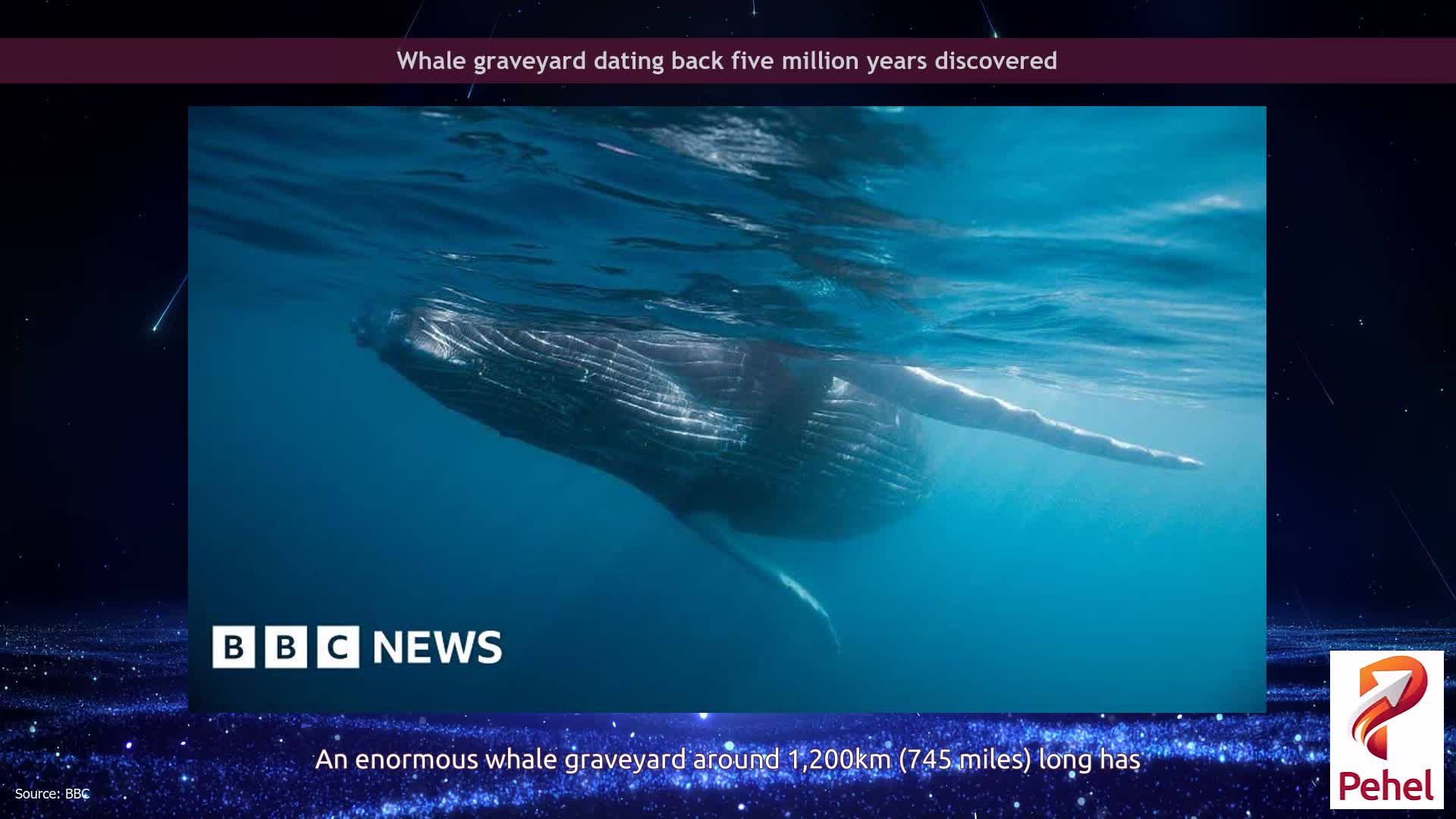 Whale graveyard dating back five million years discovered