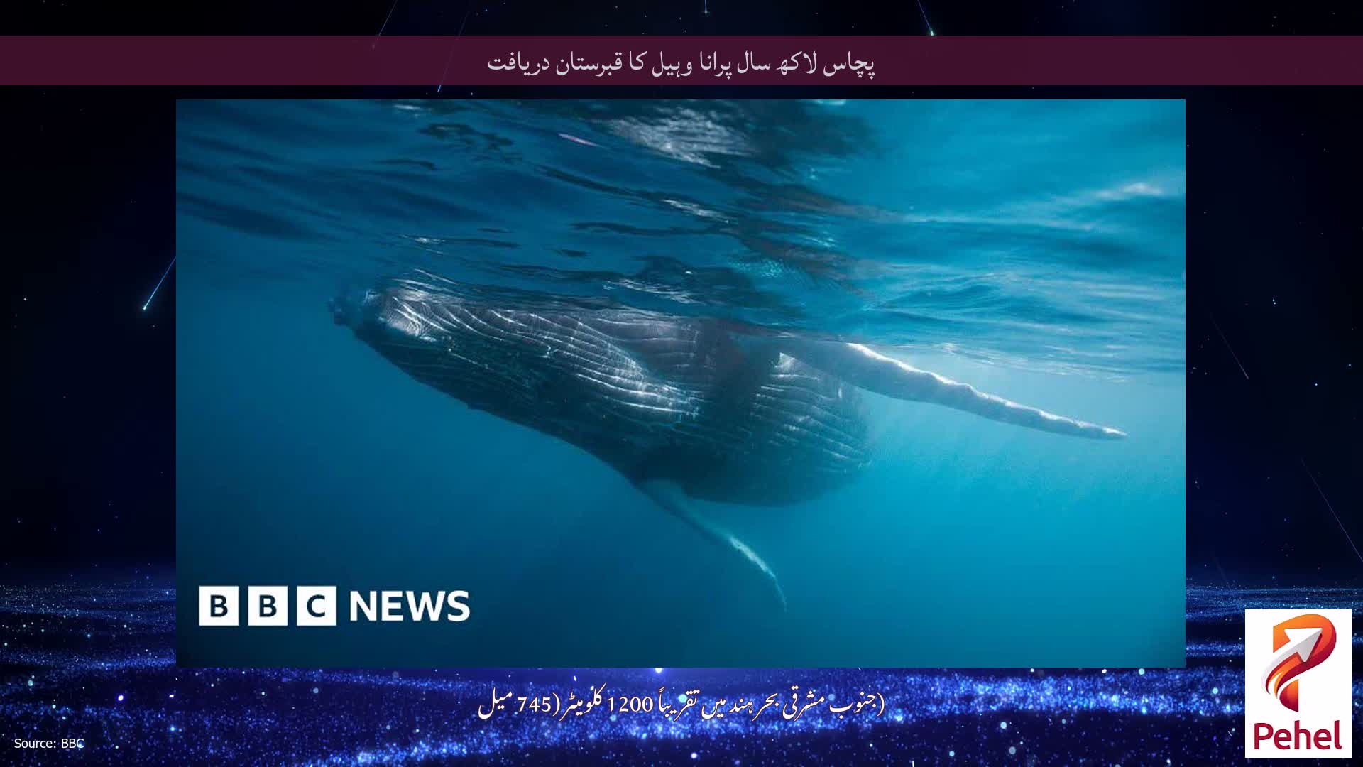 پچاس لاکھ سال پرانا وہیل کا قبرستان دریافت