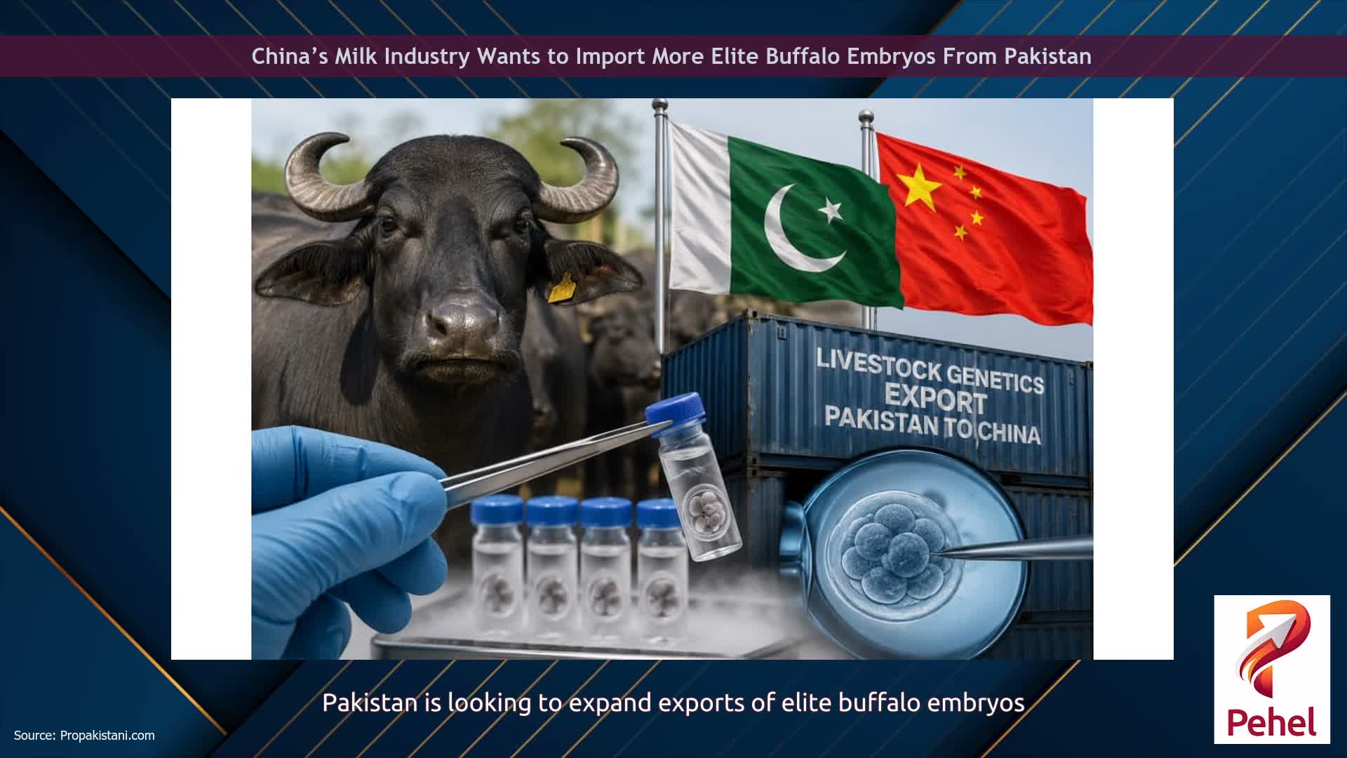 China’s Milk Industry Wants to Import More Elite Buffalo Embryos From Pakistan