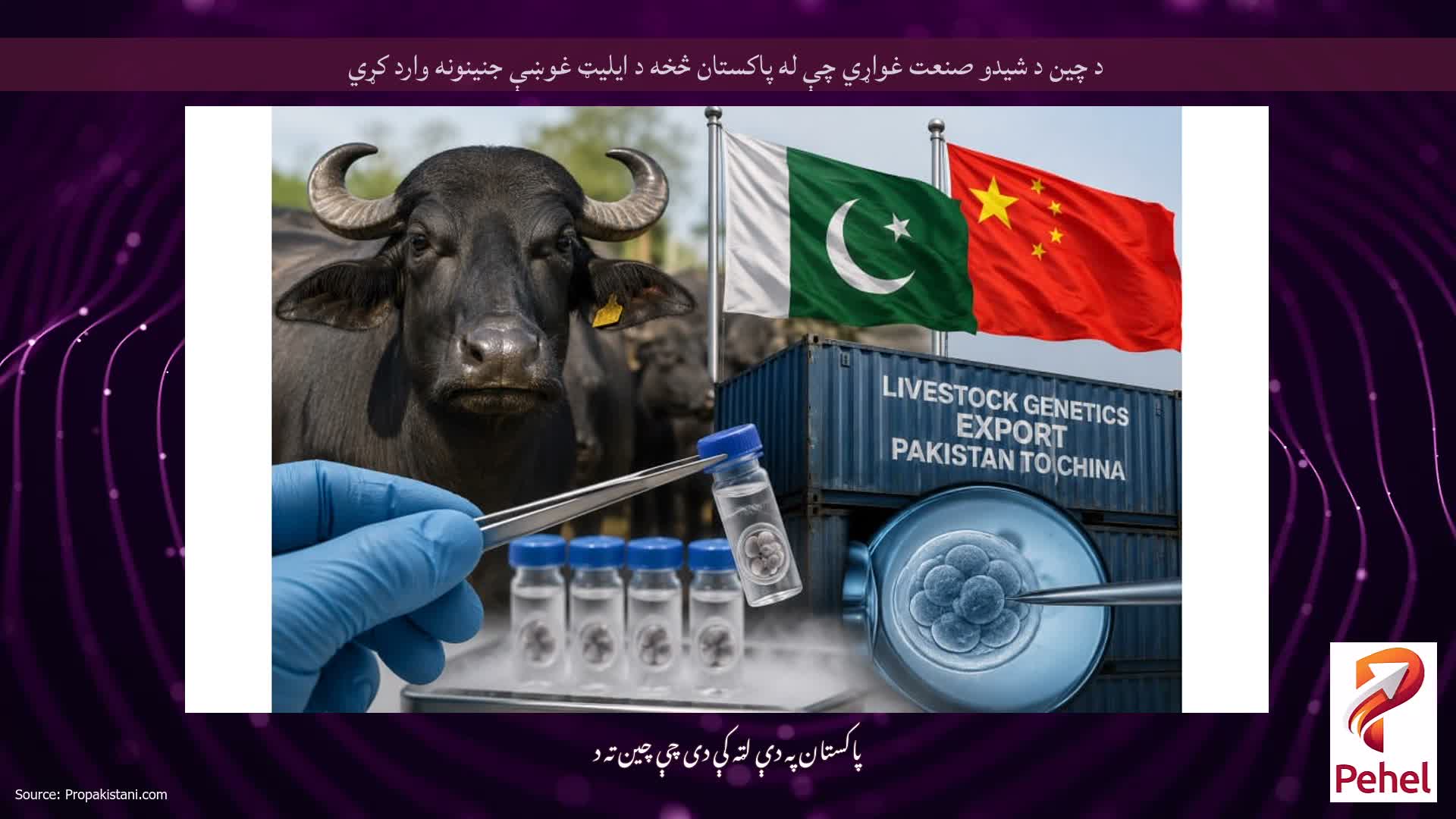د چین د شیدو صنعت غواړي چې له پاکستان څخه د ایلیټ غوښې جنینونه وارد کړي