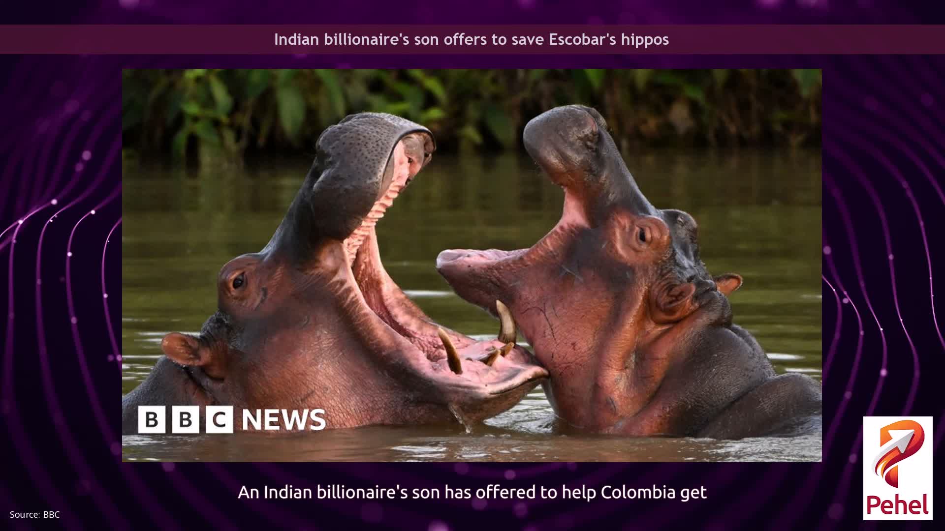 Indian billionaire's son offers to save Escobar's hippos